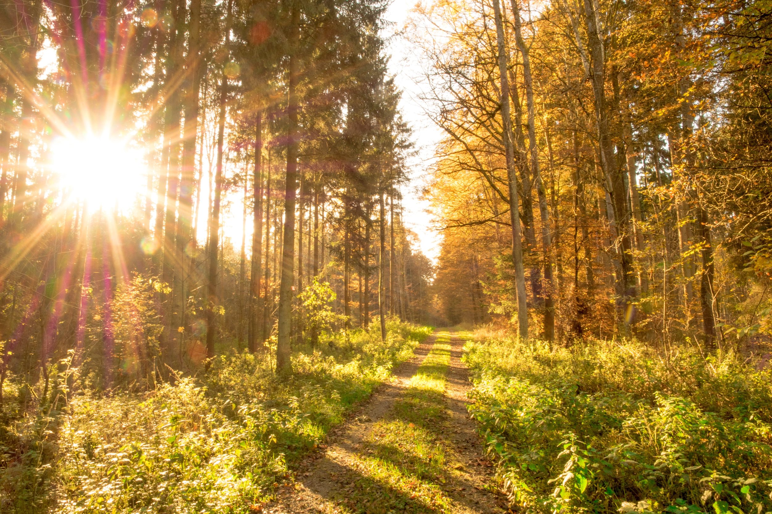 Sunlight shining through a dense forest with a dirt trail running through it, autumn leaves on the trees.