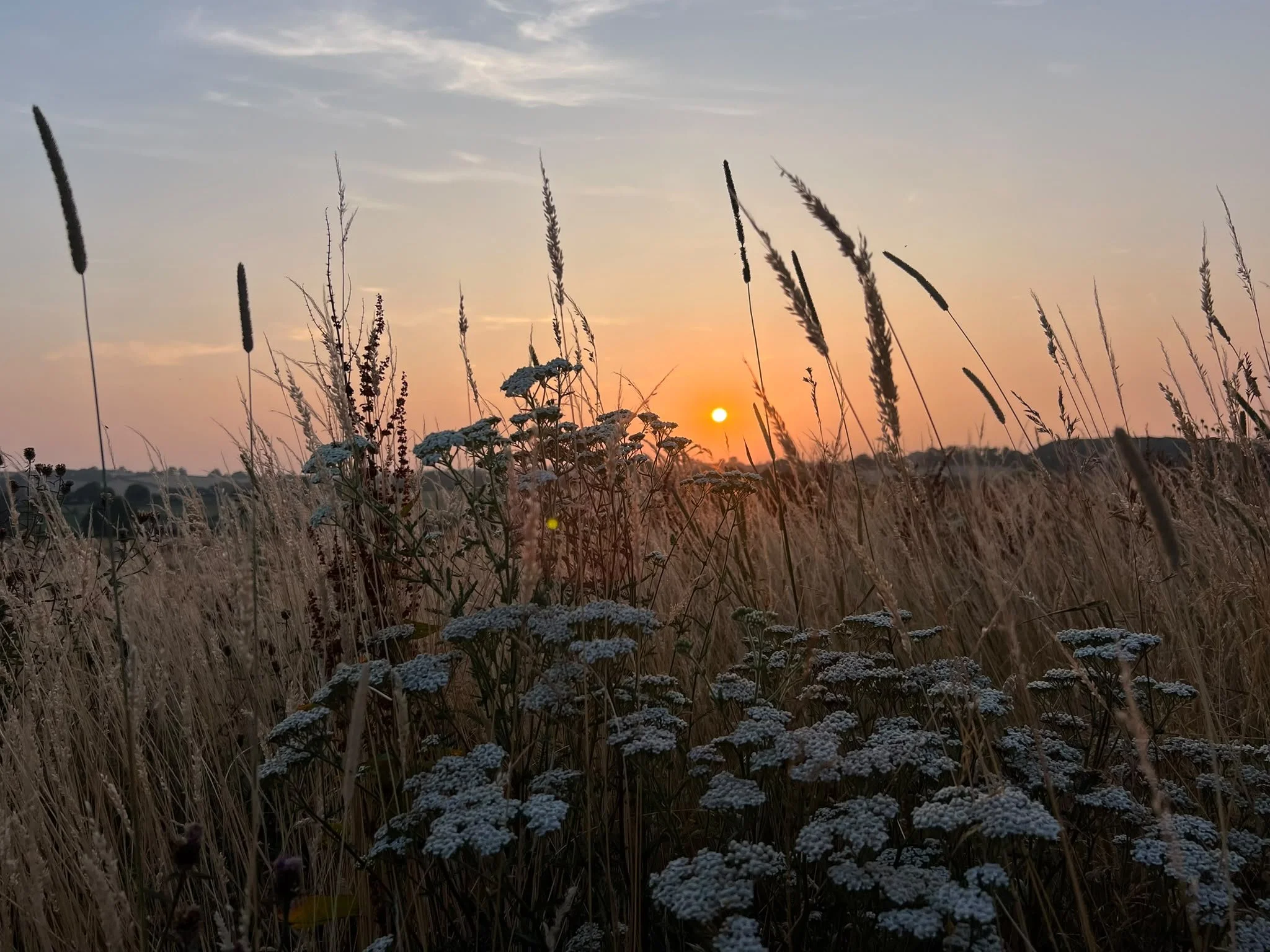 A field of tall dry grass and white wildflowers at sunset, with the orange sun low on the horizon and a partly cloudy sky.