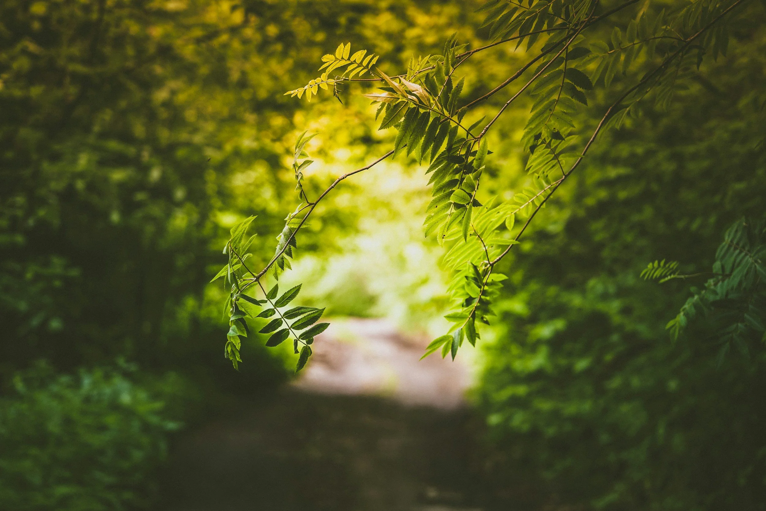 Green leafy tree branches hanging over a sunlit forest path.