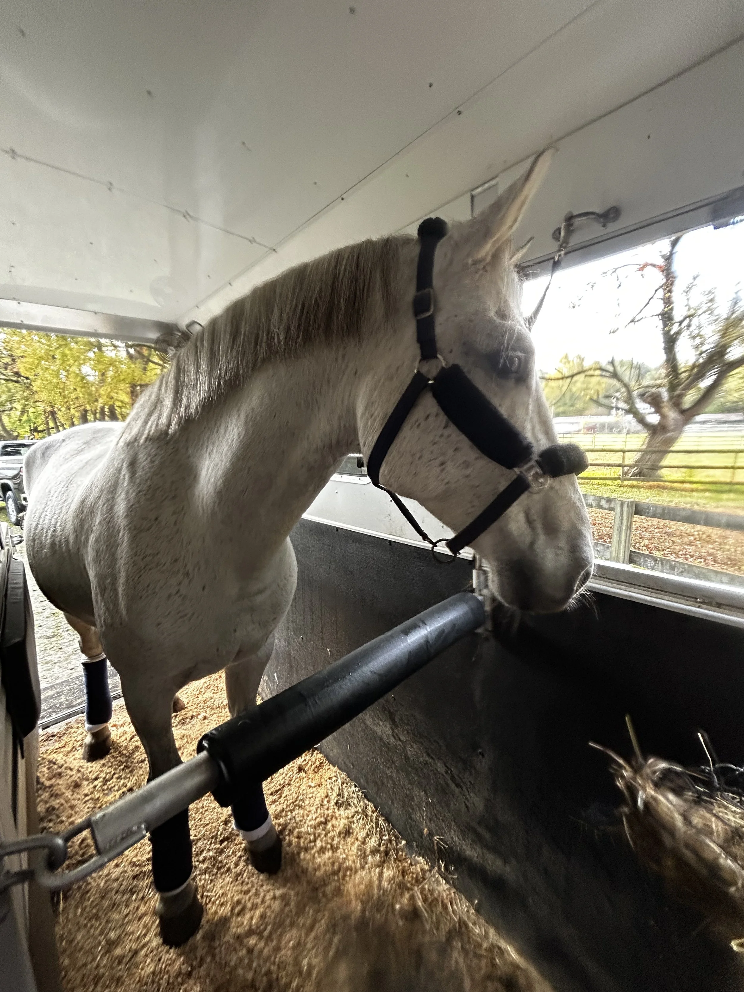Moving to Hampton Roads with Horses: What Every Equestrian Needs to Know Before You Arrive