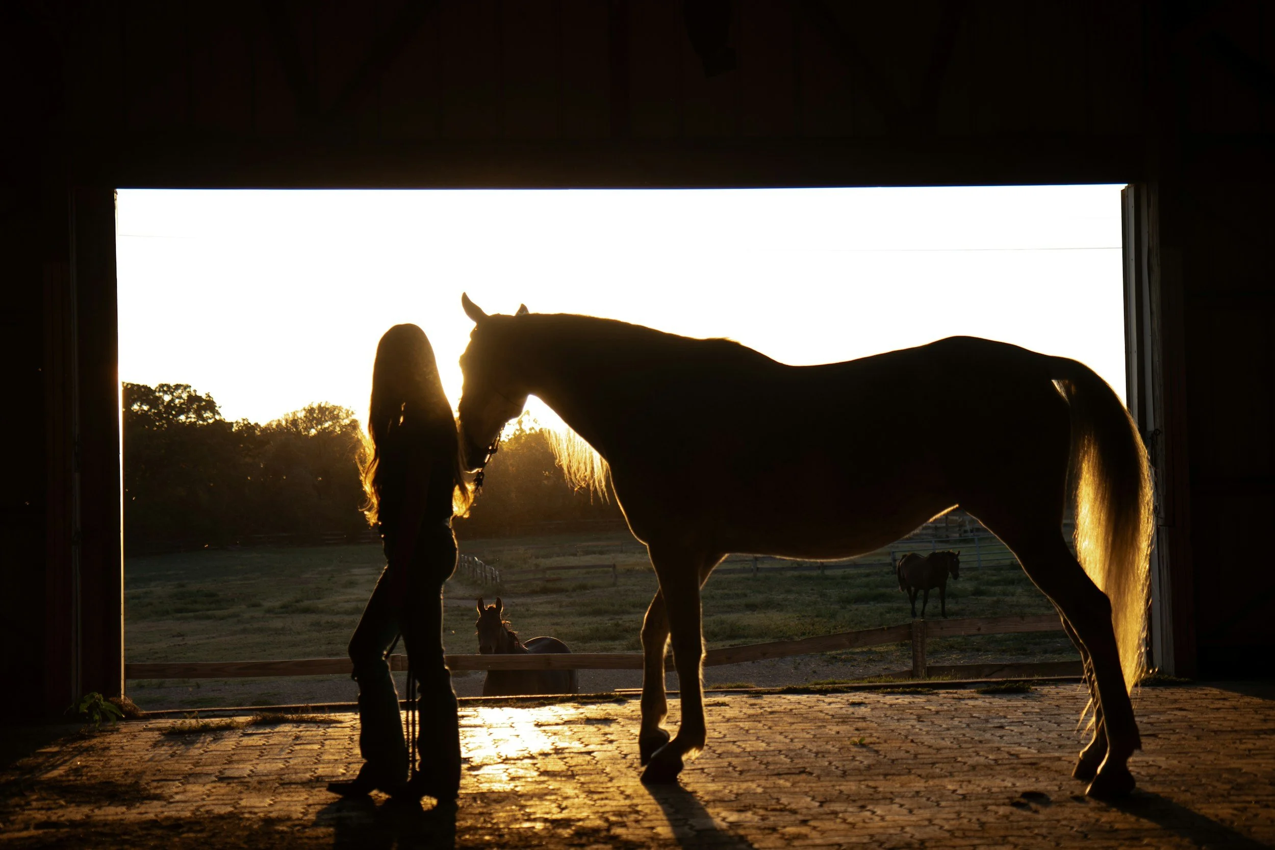 Moving to Hampton Roads with Horses: What Every Equestrian Needs to Know Before You Arrive