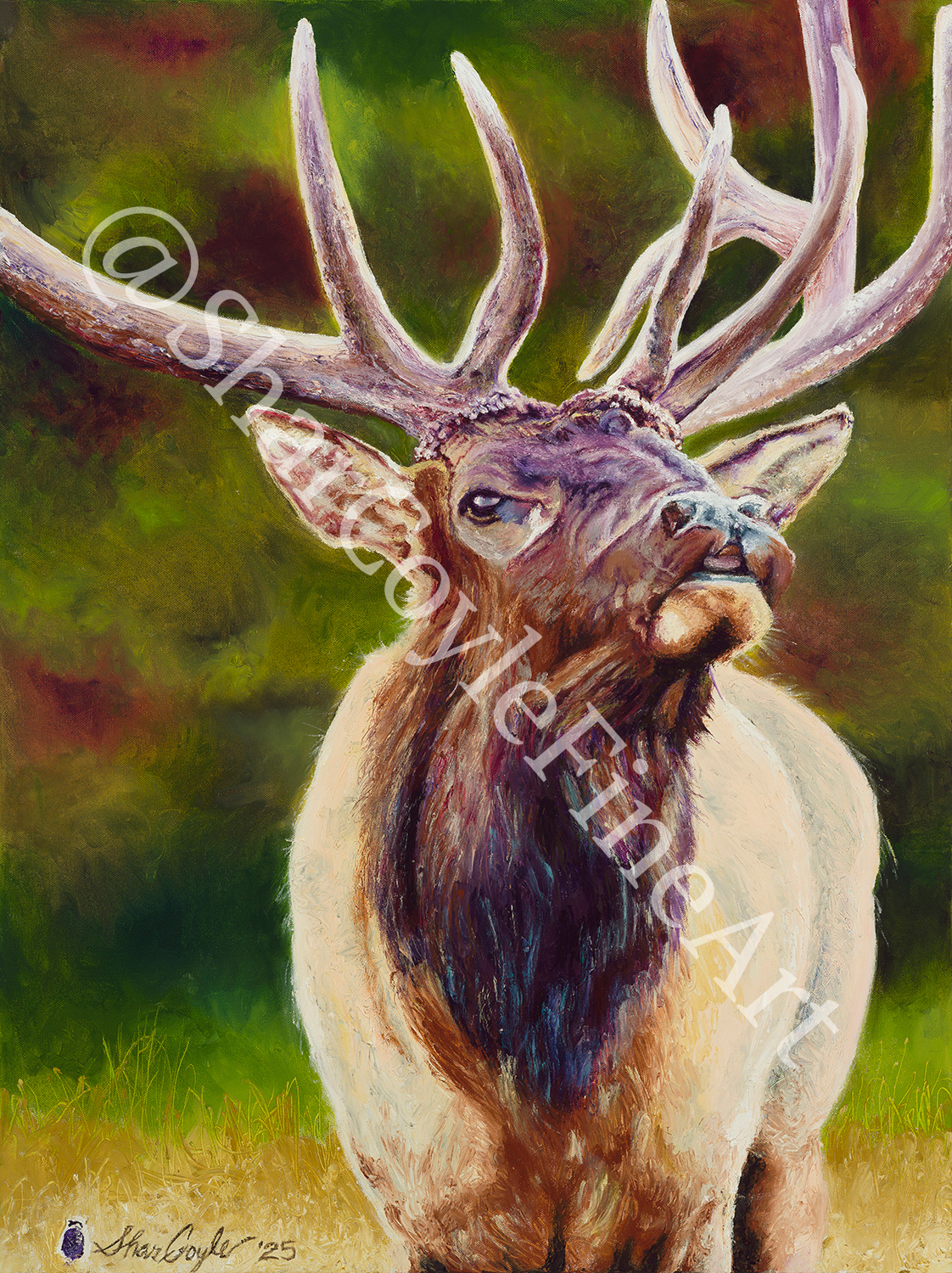 Bull Elk