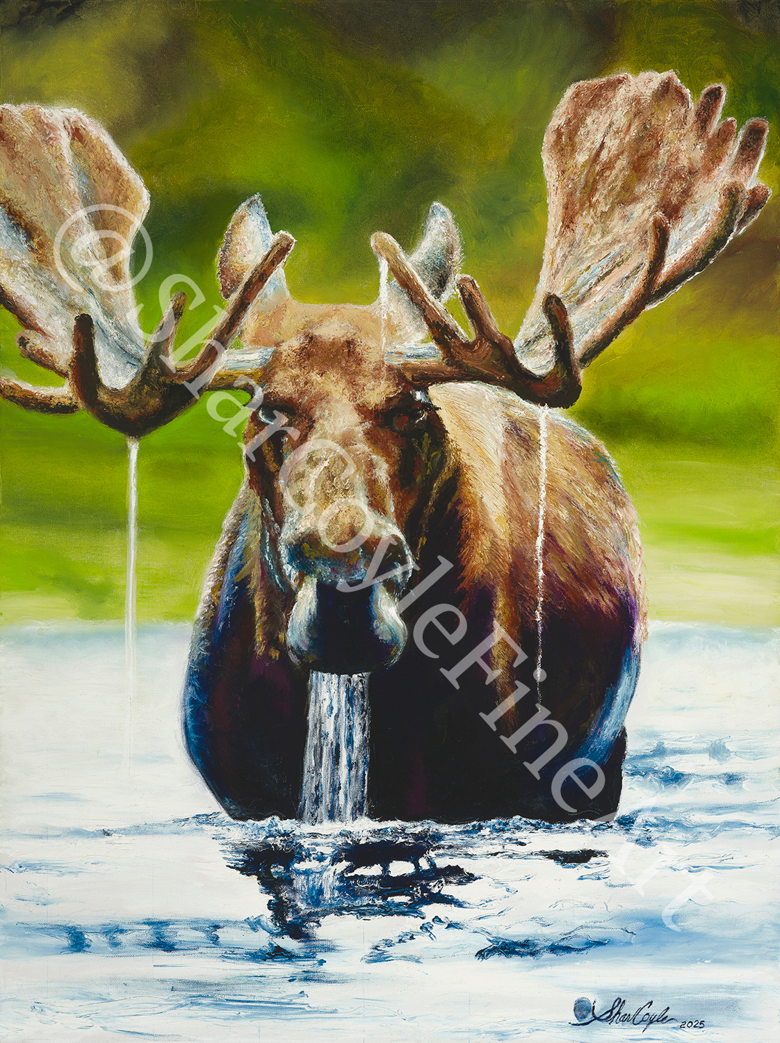 Bull Moose