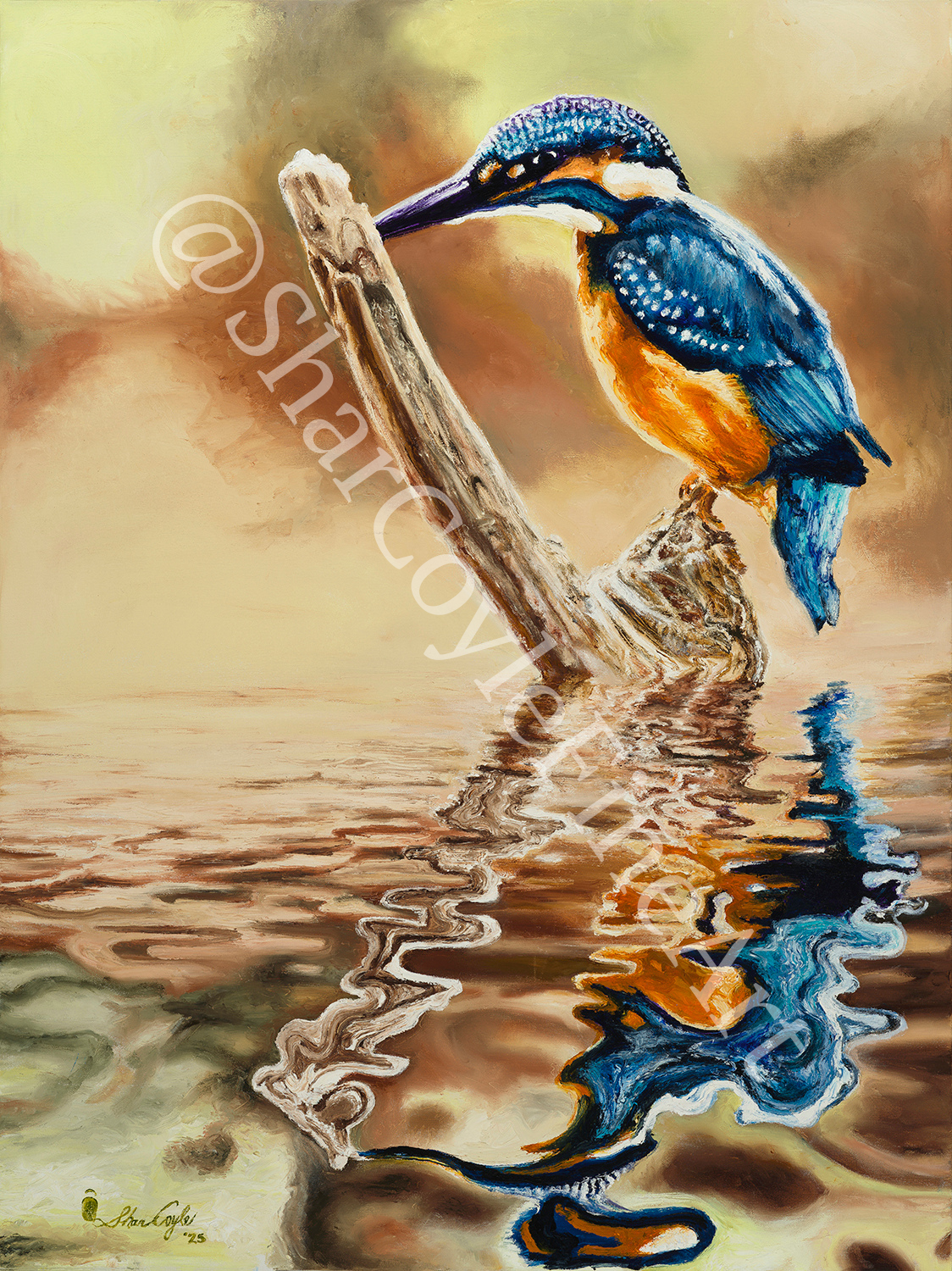 kingfisher relections watermaek.png