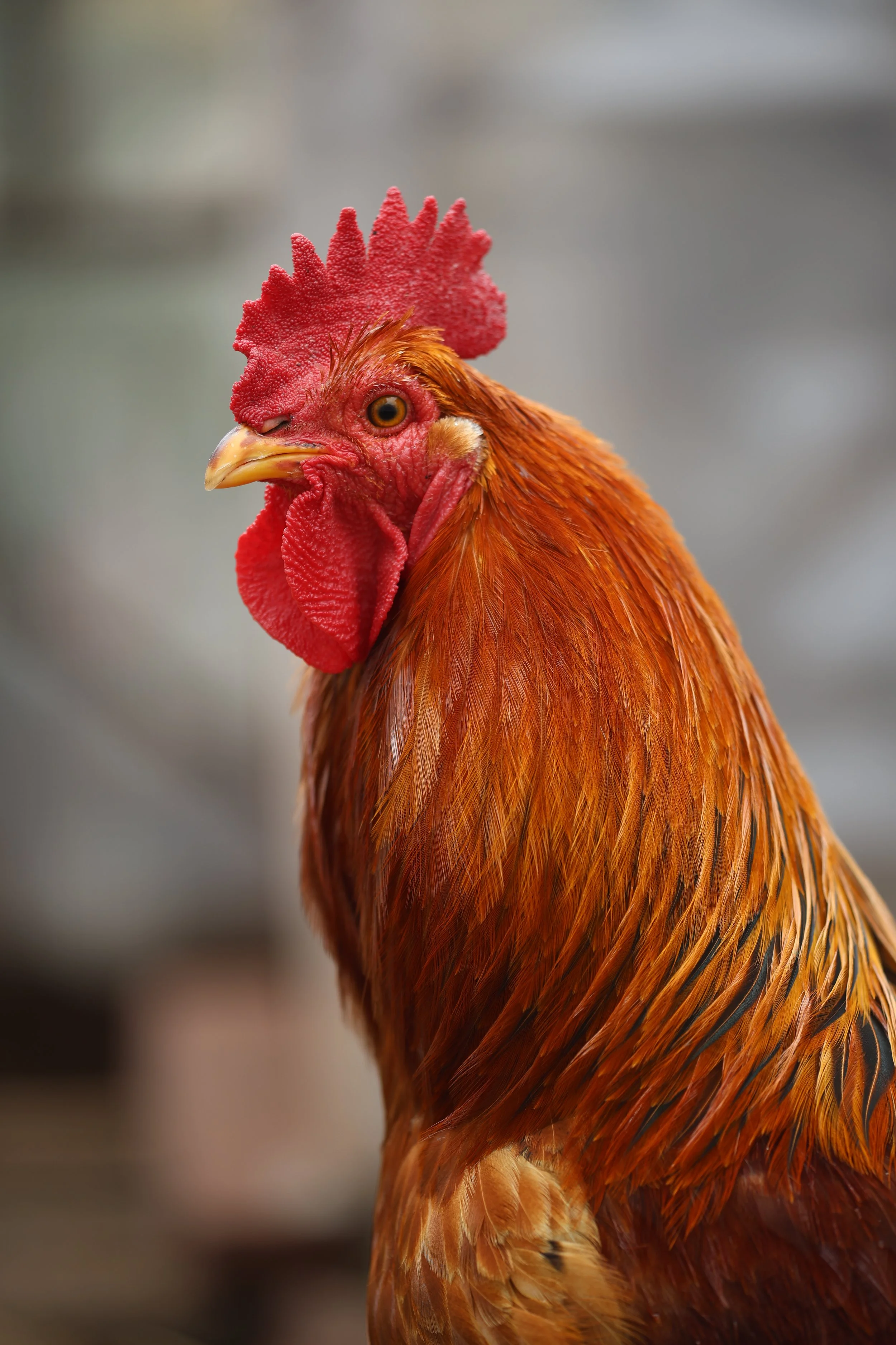 Close-up of a rooster with red comb, red wattles, and orange-brown feathers, looking slightly to the side.