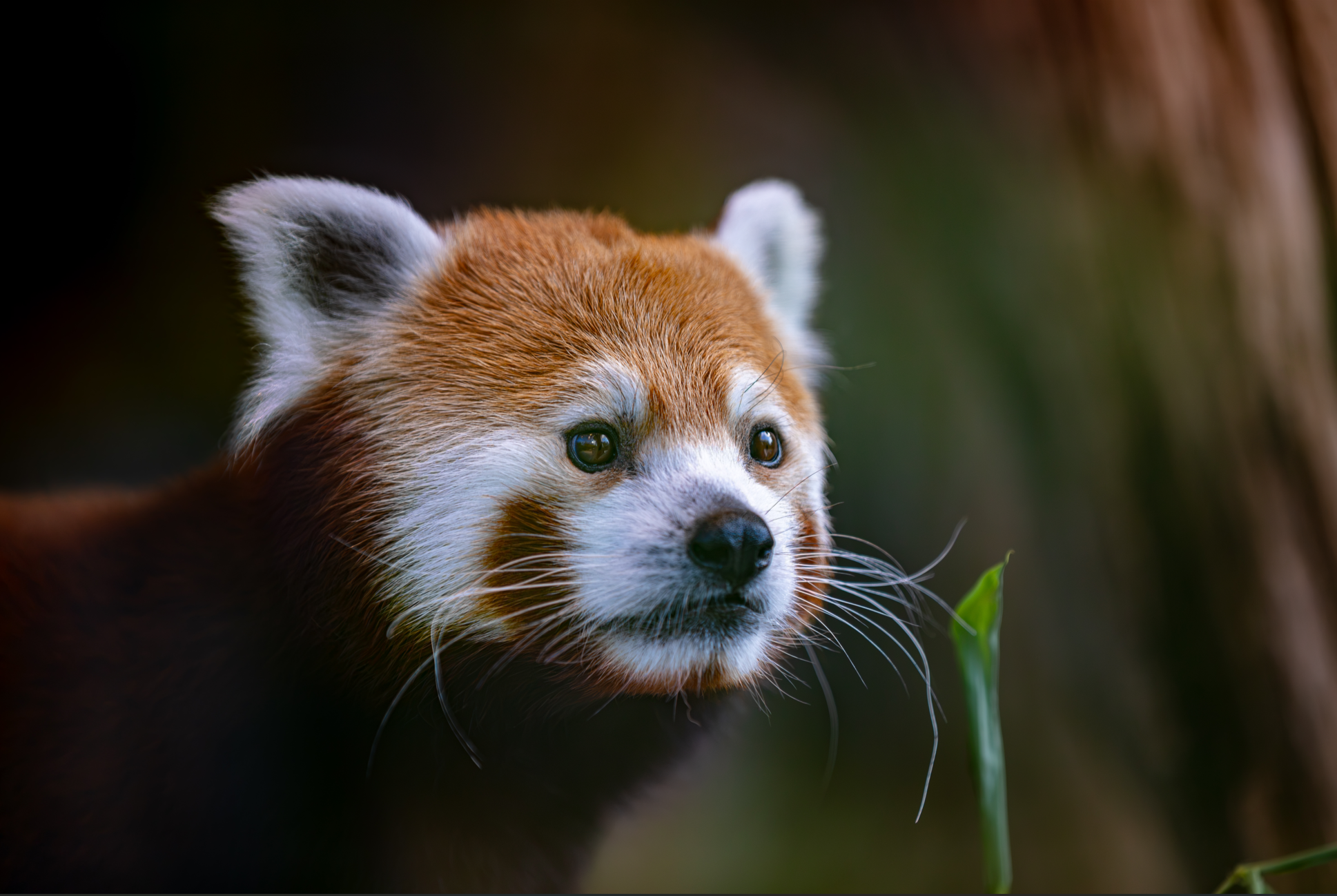 Close-up of a red panda's face with white markings and black eyes, surrounded by a blurred green background.