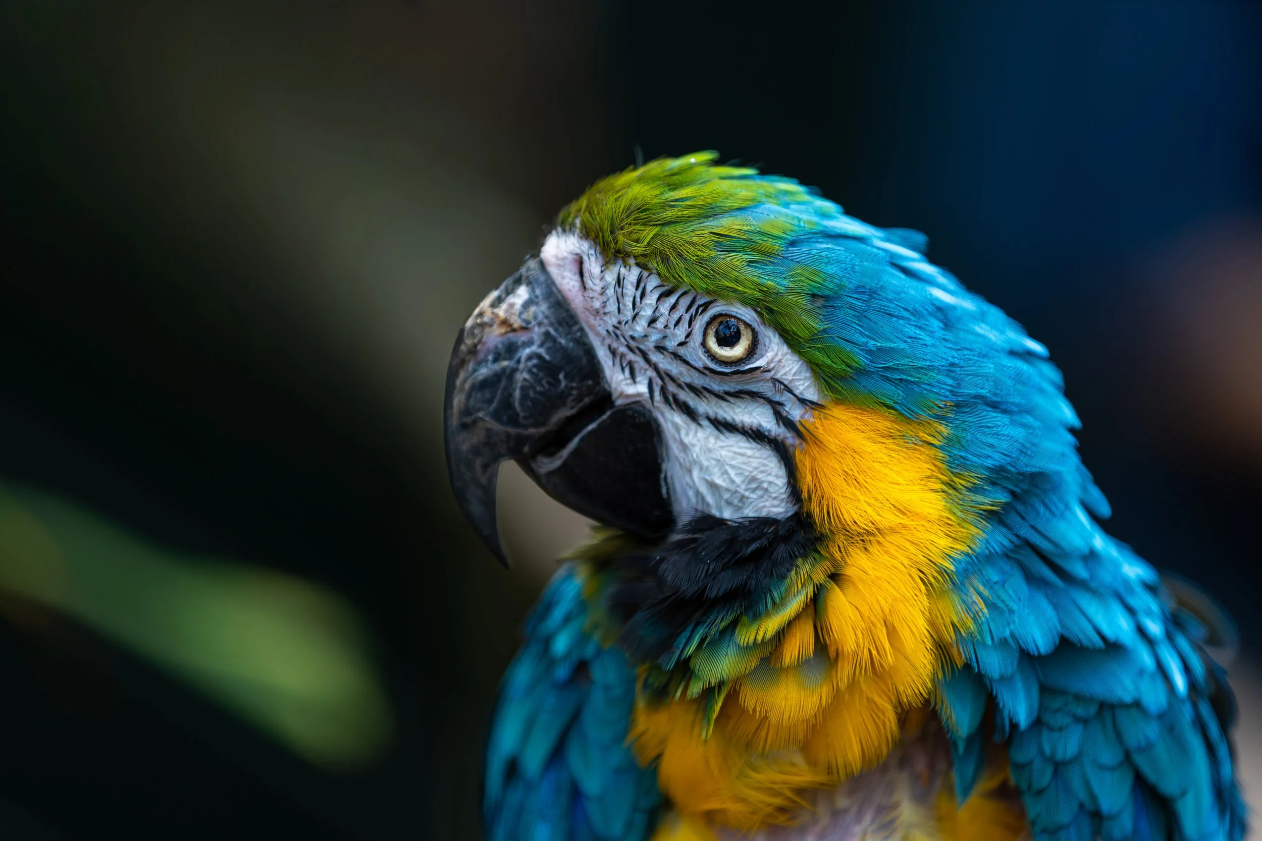 Close-up of a colorful parrot with green, blue, yellow, and black feathers.
