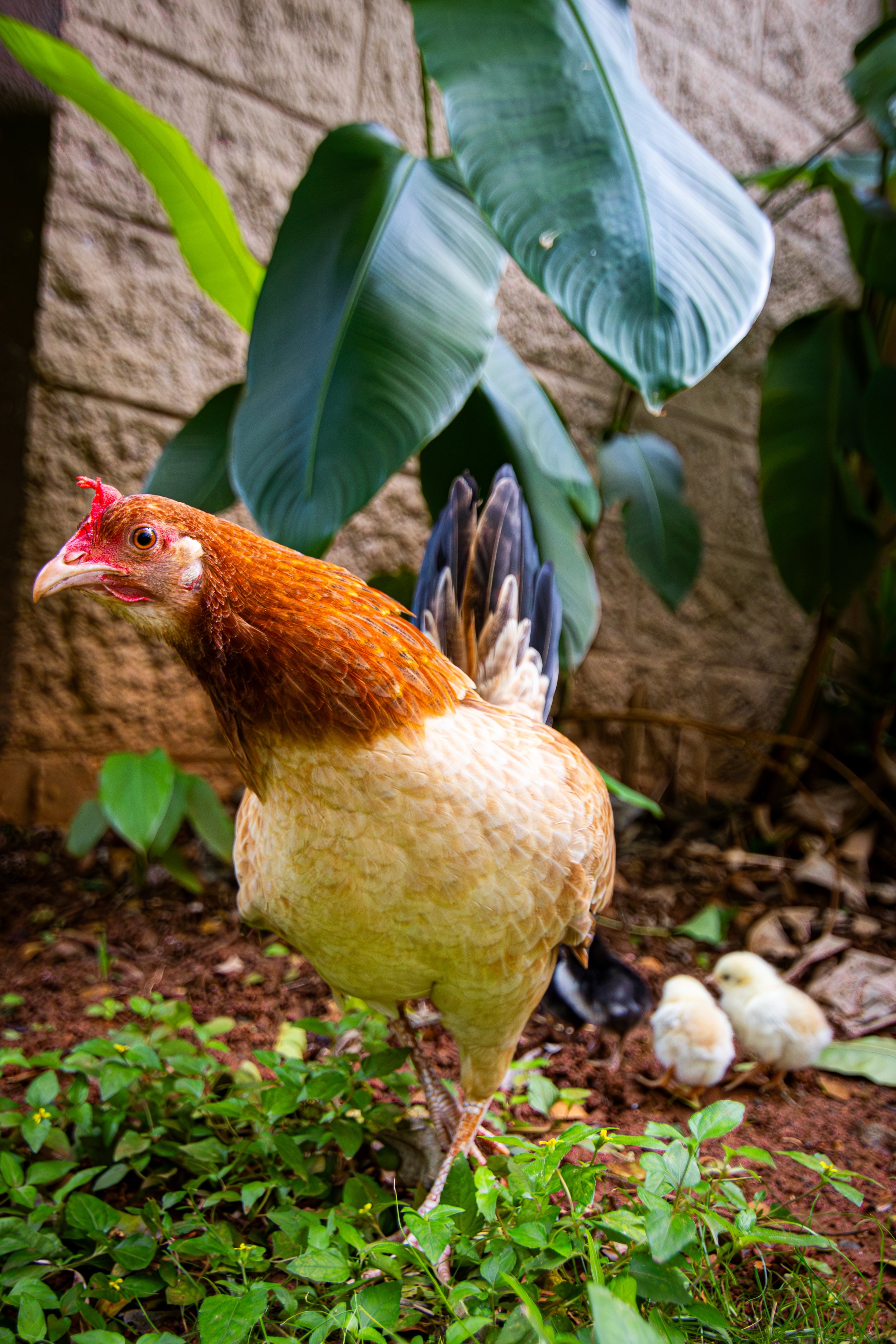 A brown hen with reddish and cream feathers standing on dirt surrounded by green plants, with chicks nearby and large green leaves and a textured wall in the background.