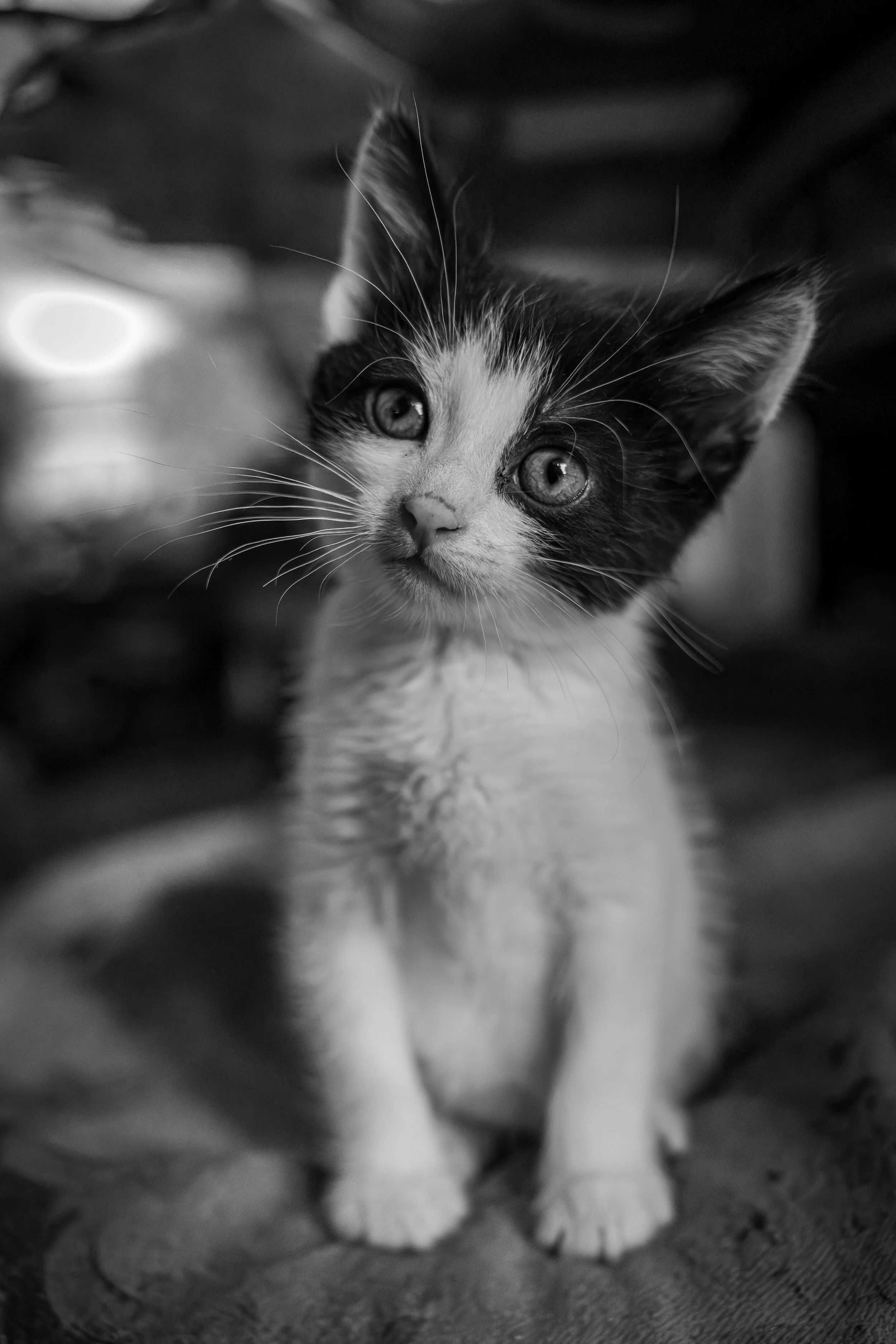 Black and white photo of a young kitten with markings on its face, looking curiously at the camera. The kitten is sitting on a textured surface.