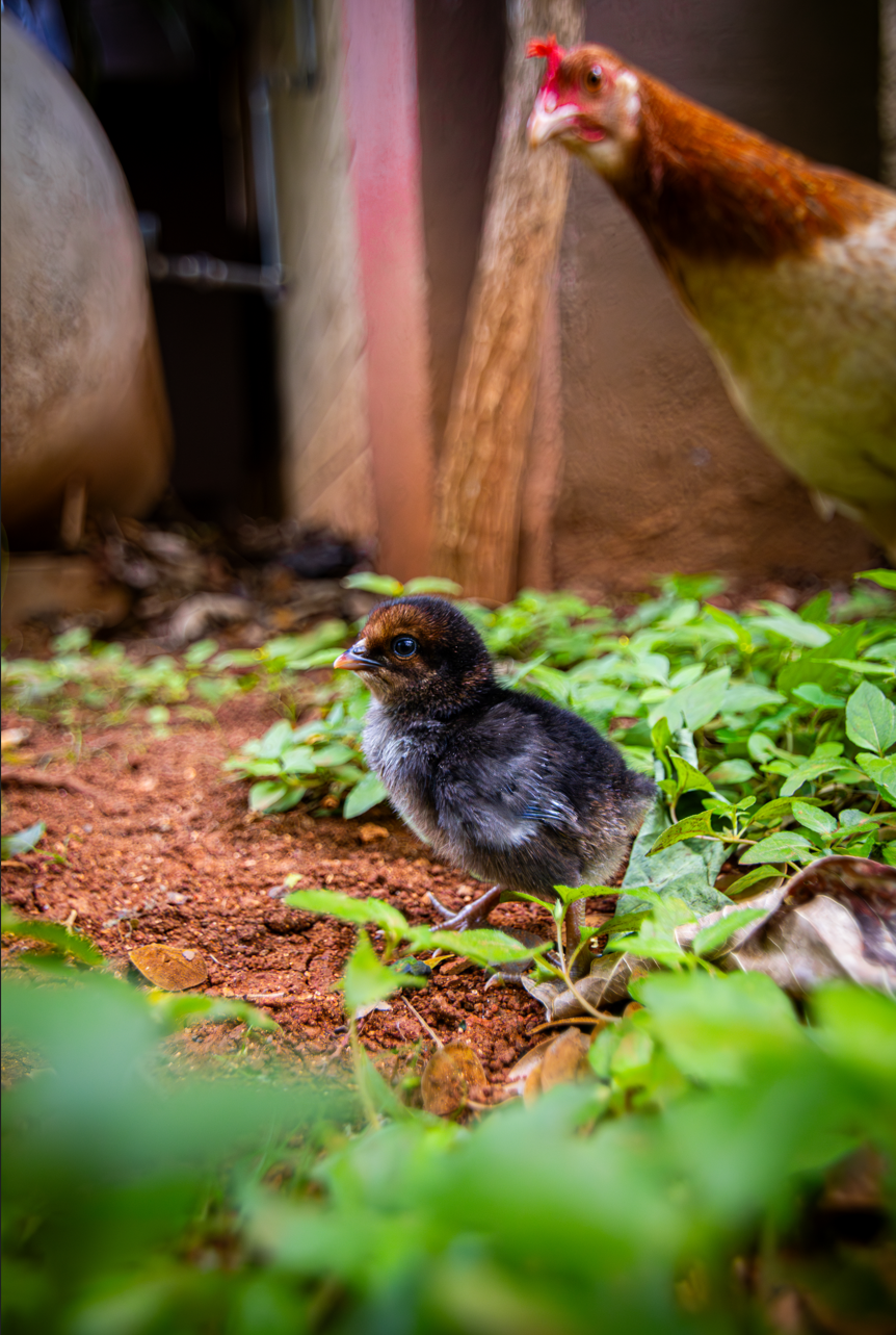 A small black and brown chick standing on dirt ground surrounded by green leaves, with a brown hen in the background near a wooden fence.