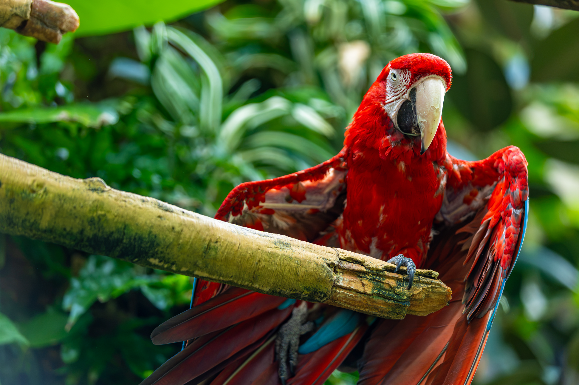A colorful scarlet macaw perched on a tree branch in a lush green jungle setting.