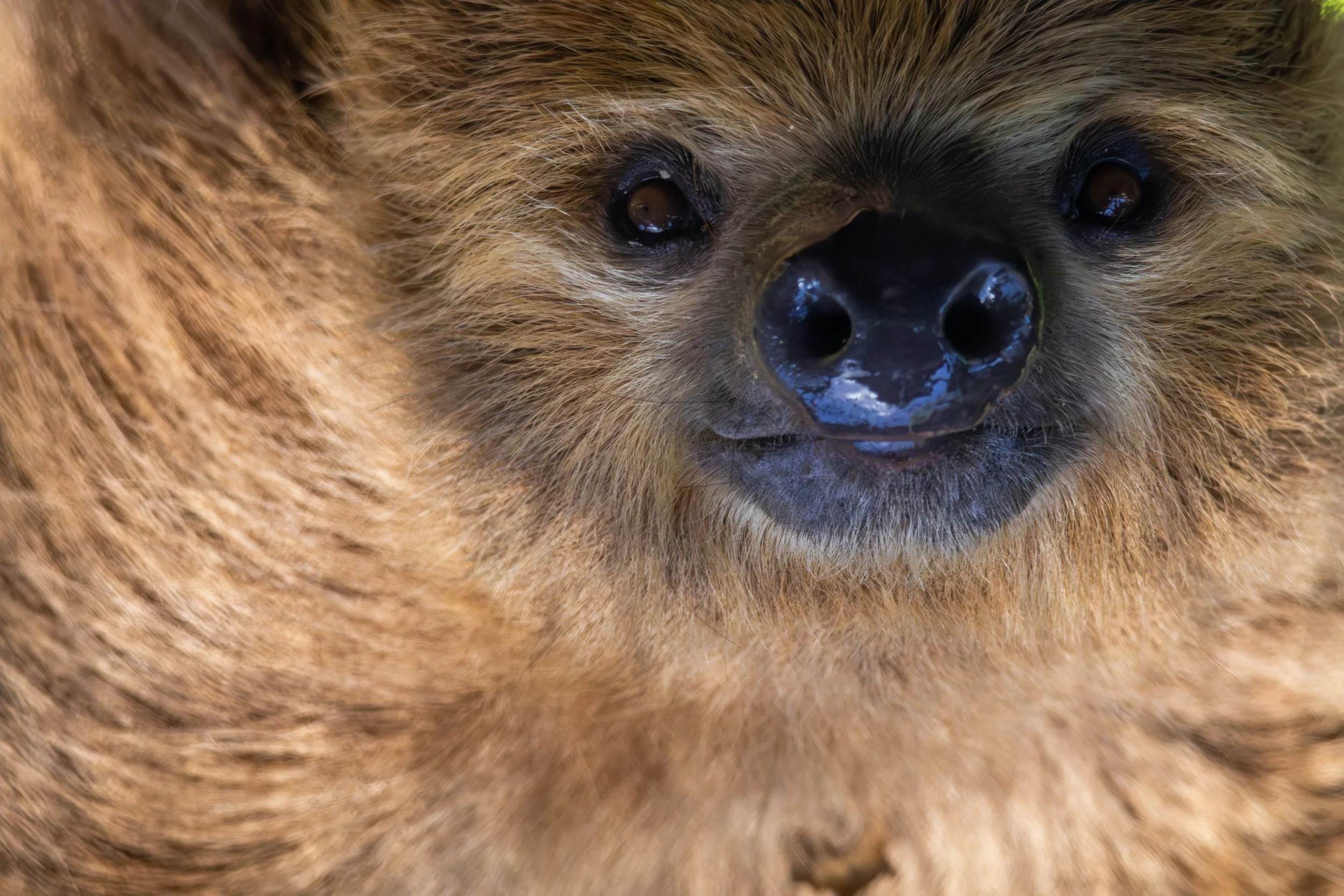 Close-up of a bear's face, highlighting its nose and eyes.
