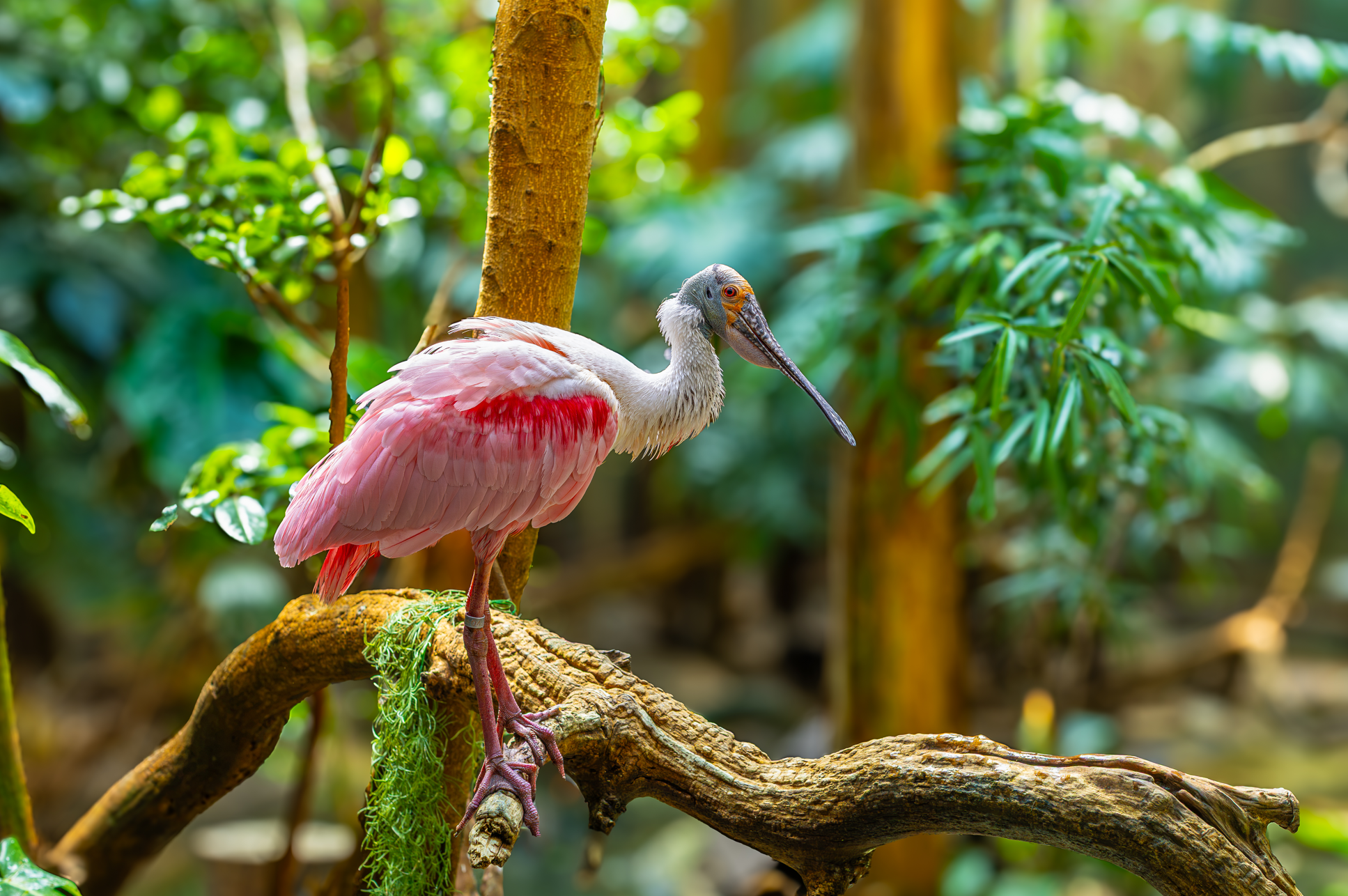 A pink and white stork standing on a tree branch in a lush green forest.