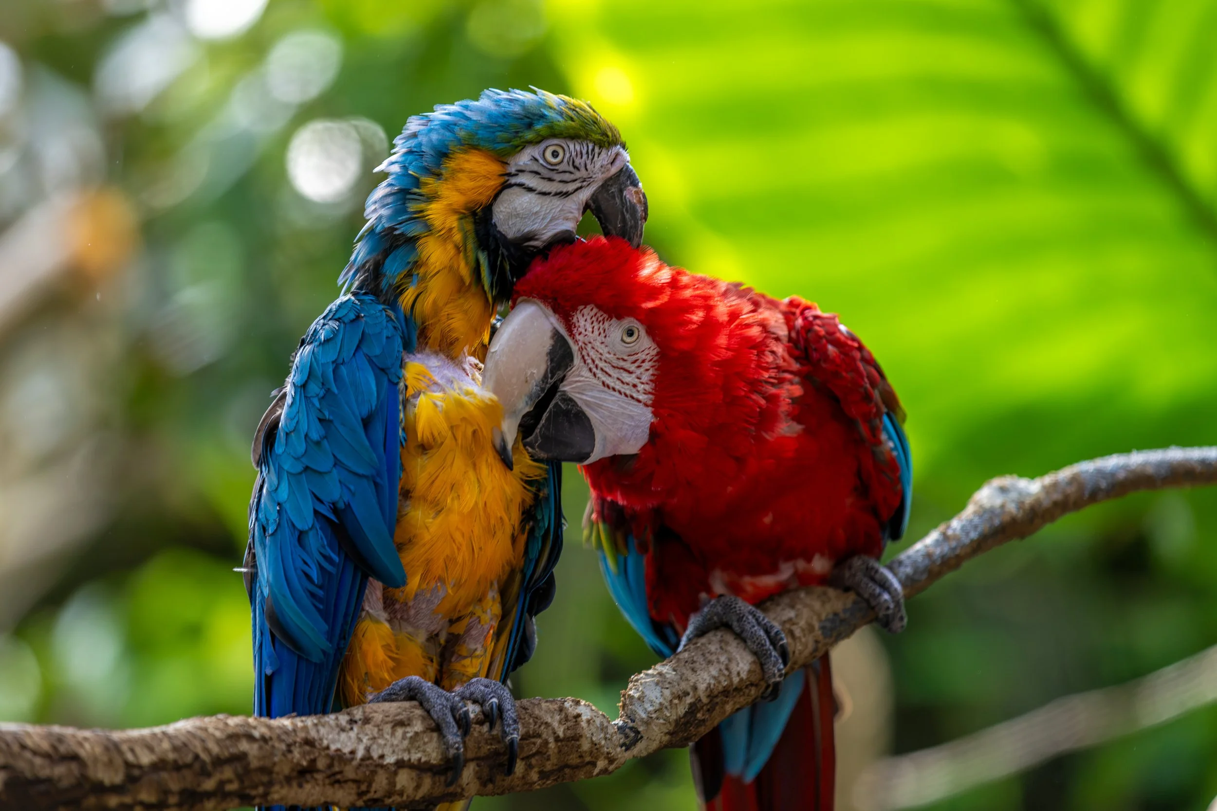 Two colorful parrots, one mostly yellow and blue and the other red and blue, perched on a branch in a lush green forest.