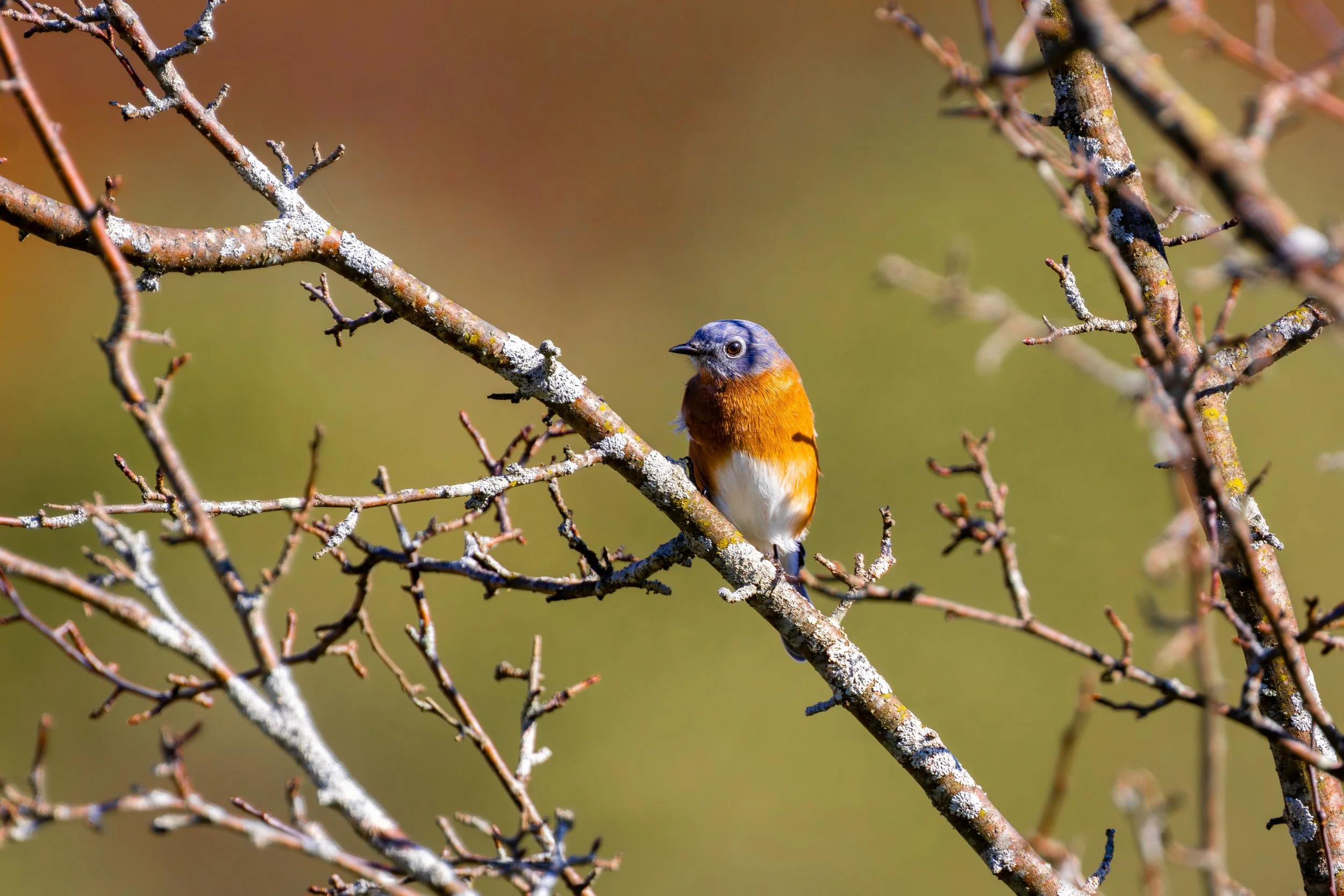 A small bird with a blue head and orange breast perched on a snowy, leafless branch.