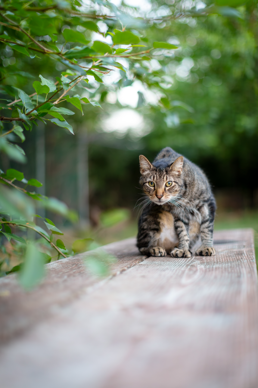A tabby cat crouching on a wooden surface outdoors, surrounded by green foliage.