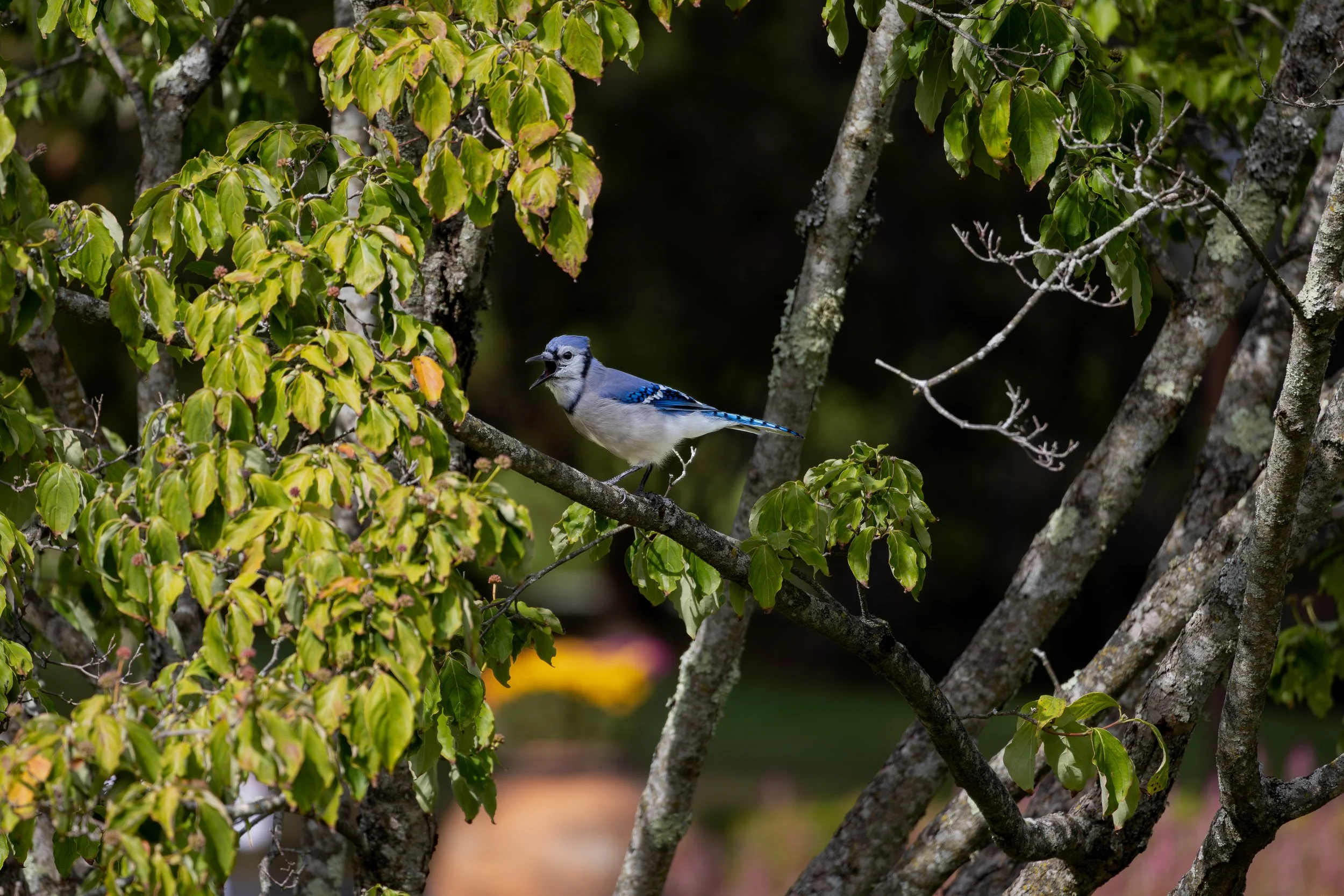A blue jay bird perched on a tree branch, surrounded by green leaves and lichen-covered branches.