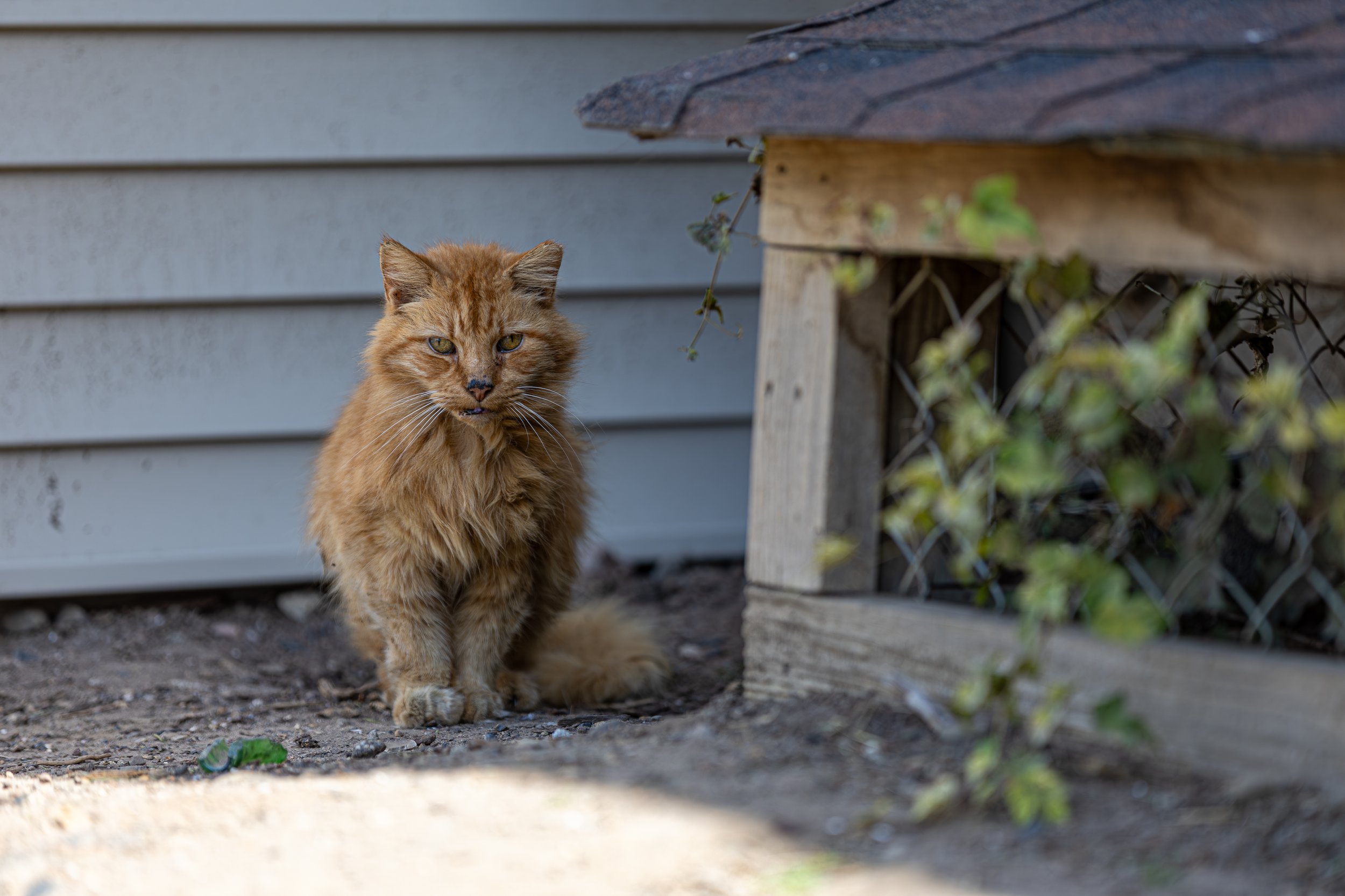 Orange tabby cat sitting on dirt ground beside a wooden structure with a shade roof, with grey siding house in the background.
