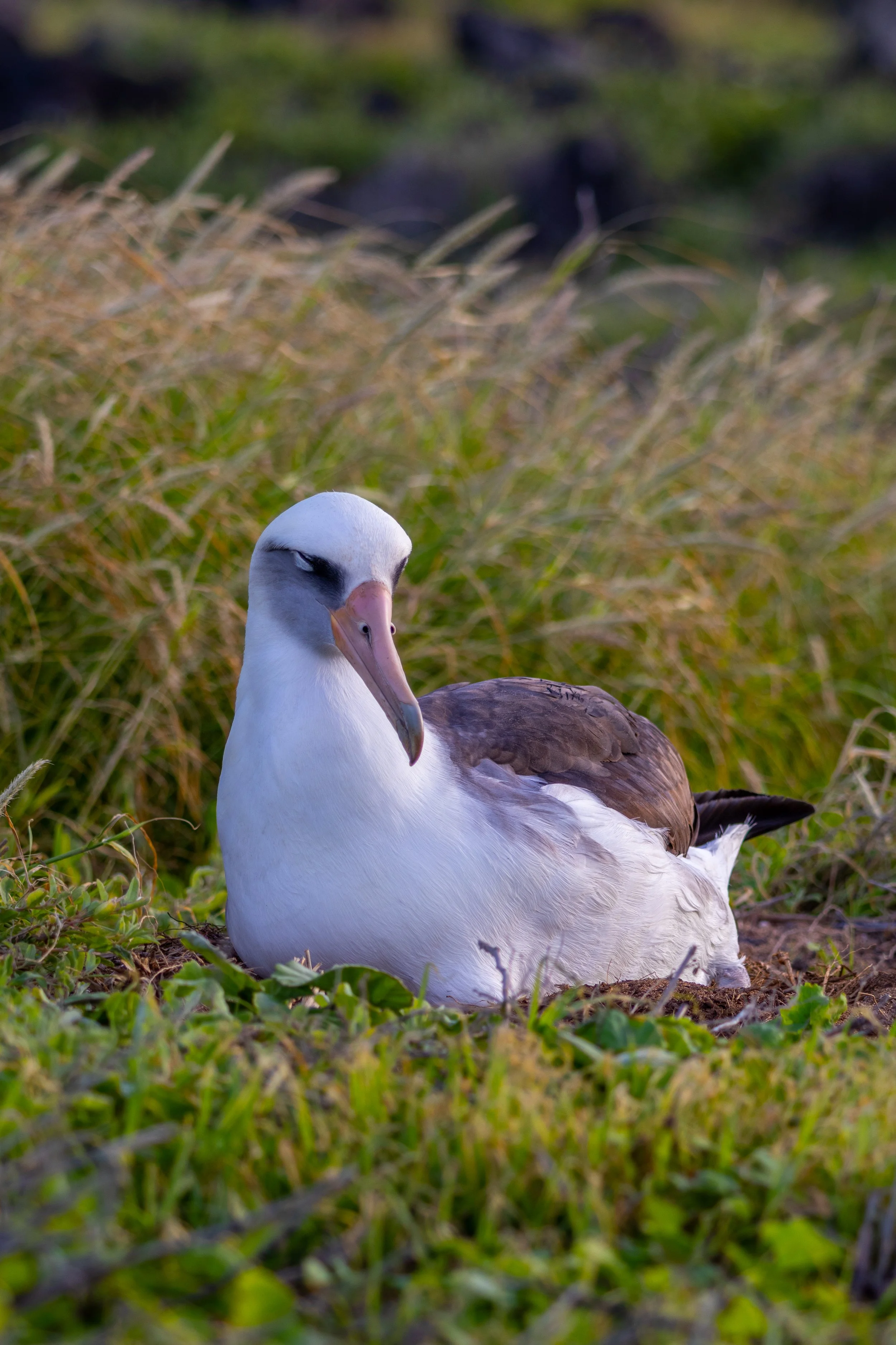 A close-up of a peaceful goose resting on the grass with tall, yellowish-green plants in the background.