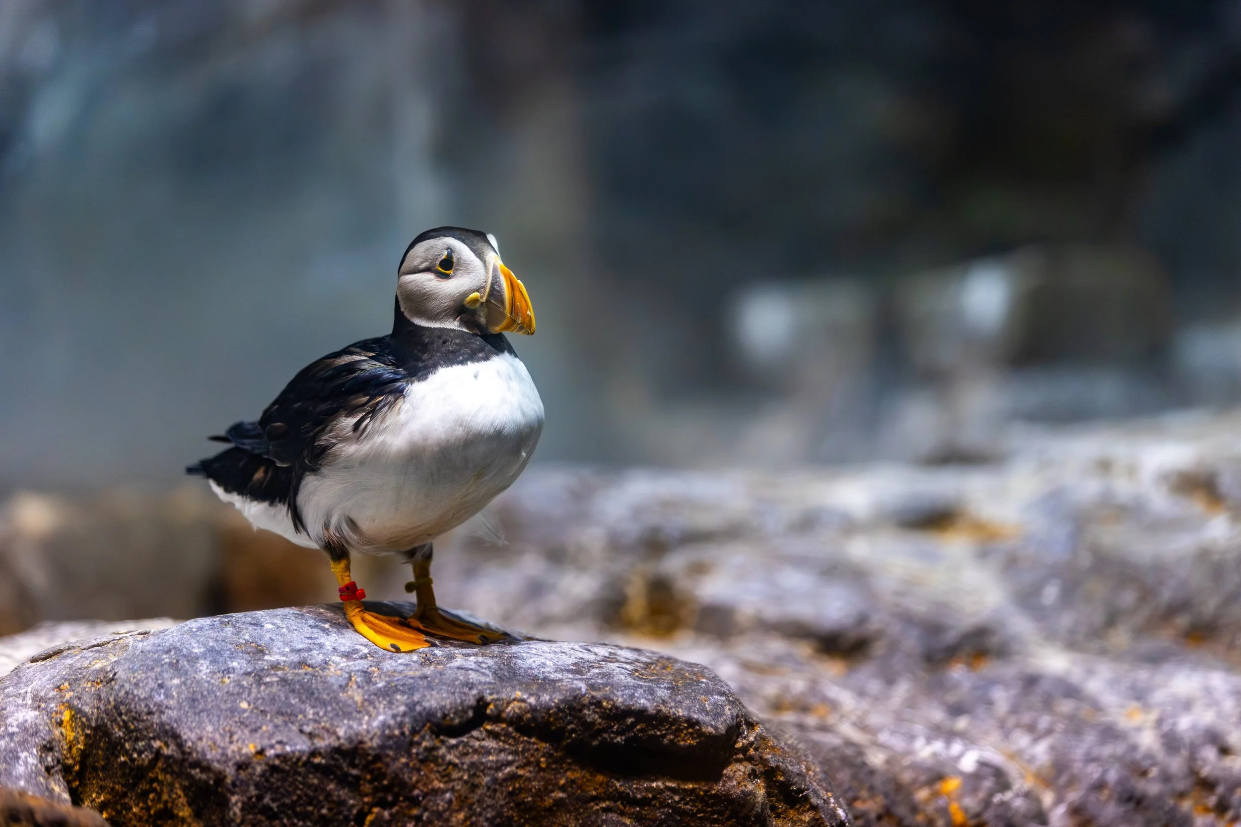 A puffin bird with black and white feathers, a colorful beak, and yellow feet standing on a rock near water.