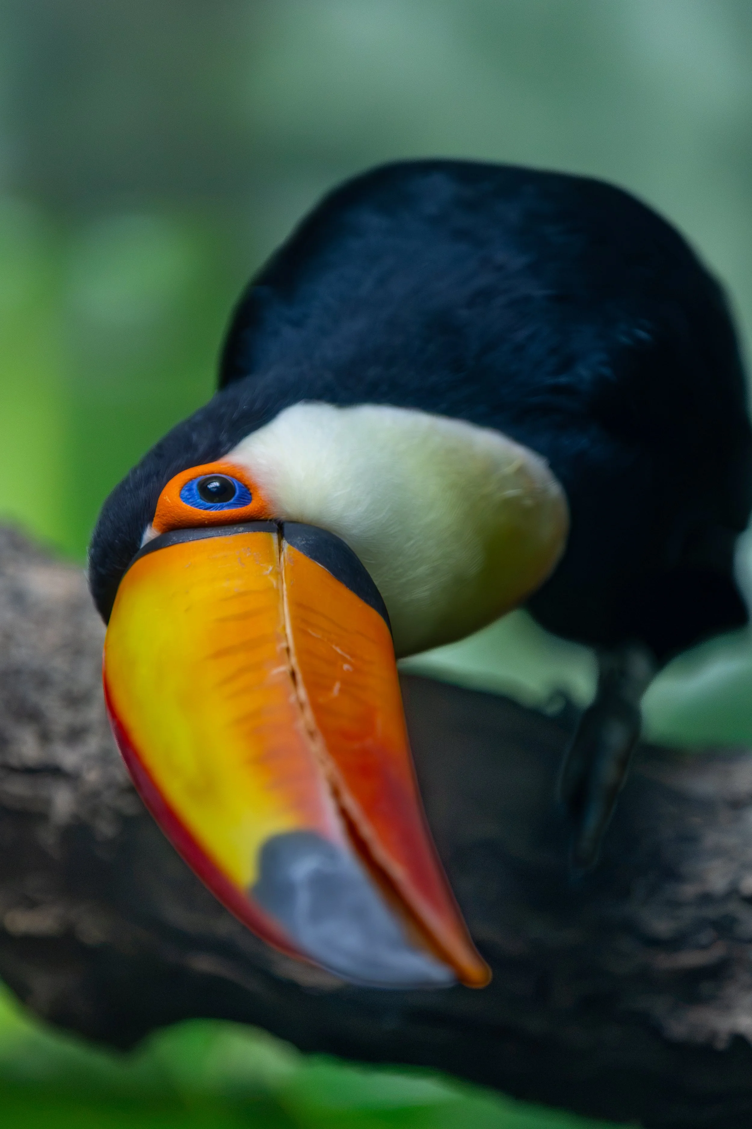 A close-up of a puffin with a colorful beak and black and white plumage, facing downward.