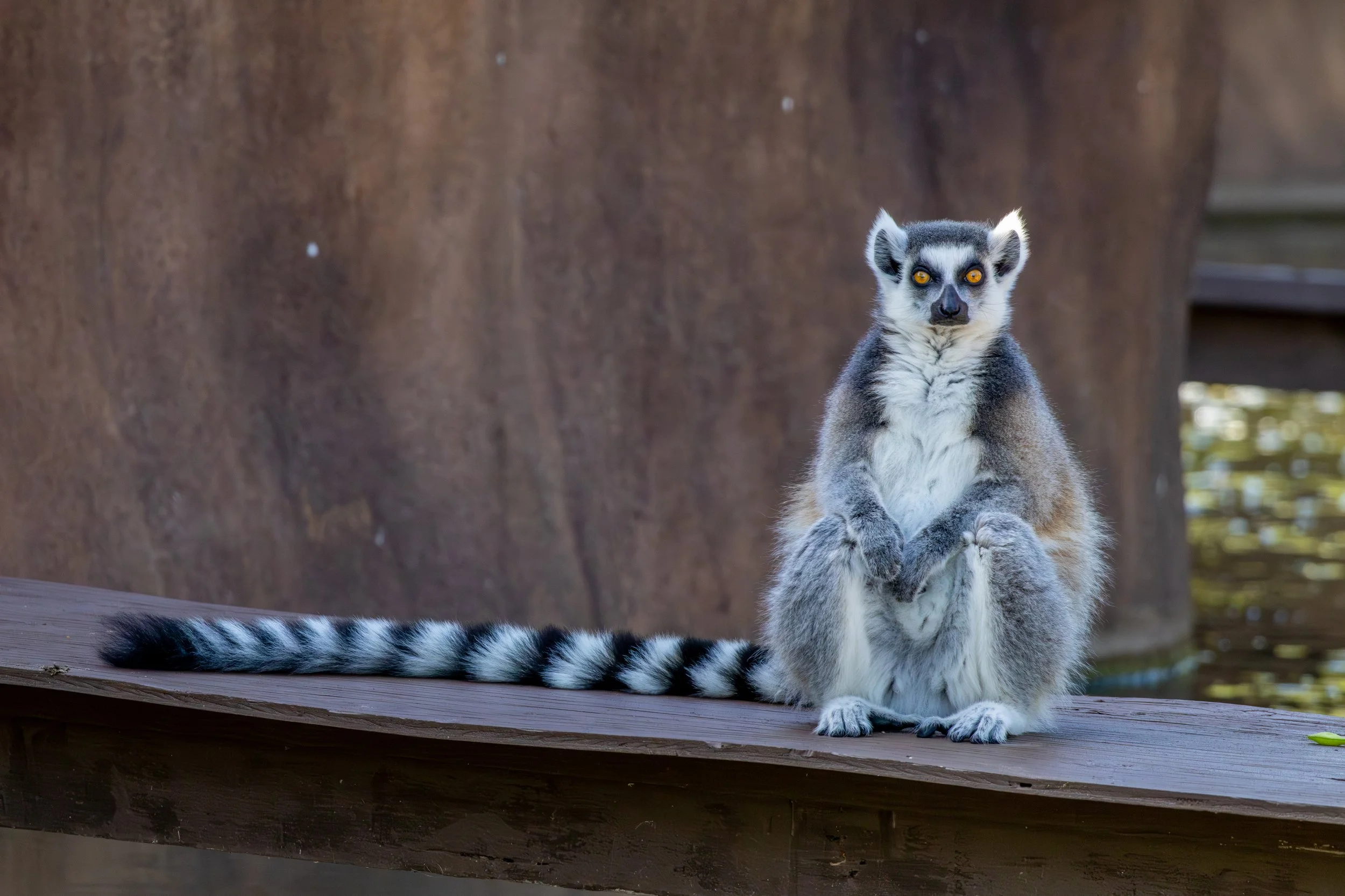 A lemur sitting on a wooden platform with a blurred background and a large tree trunk behind it, looking directly at the camera with bright orange eyes.