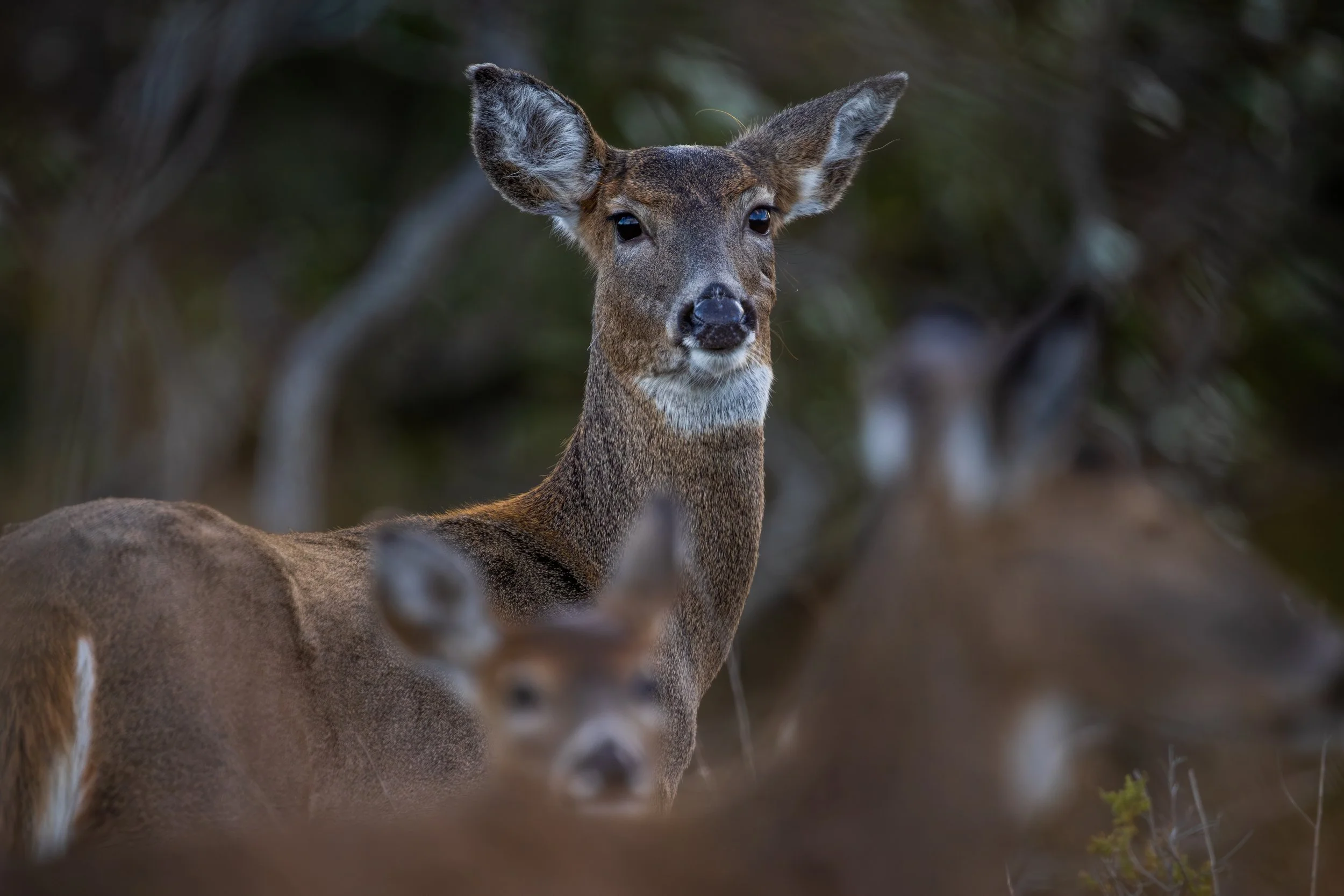 A deer with large ears and dark eyes standing in a forested area.