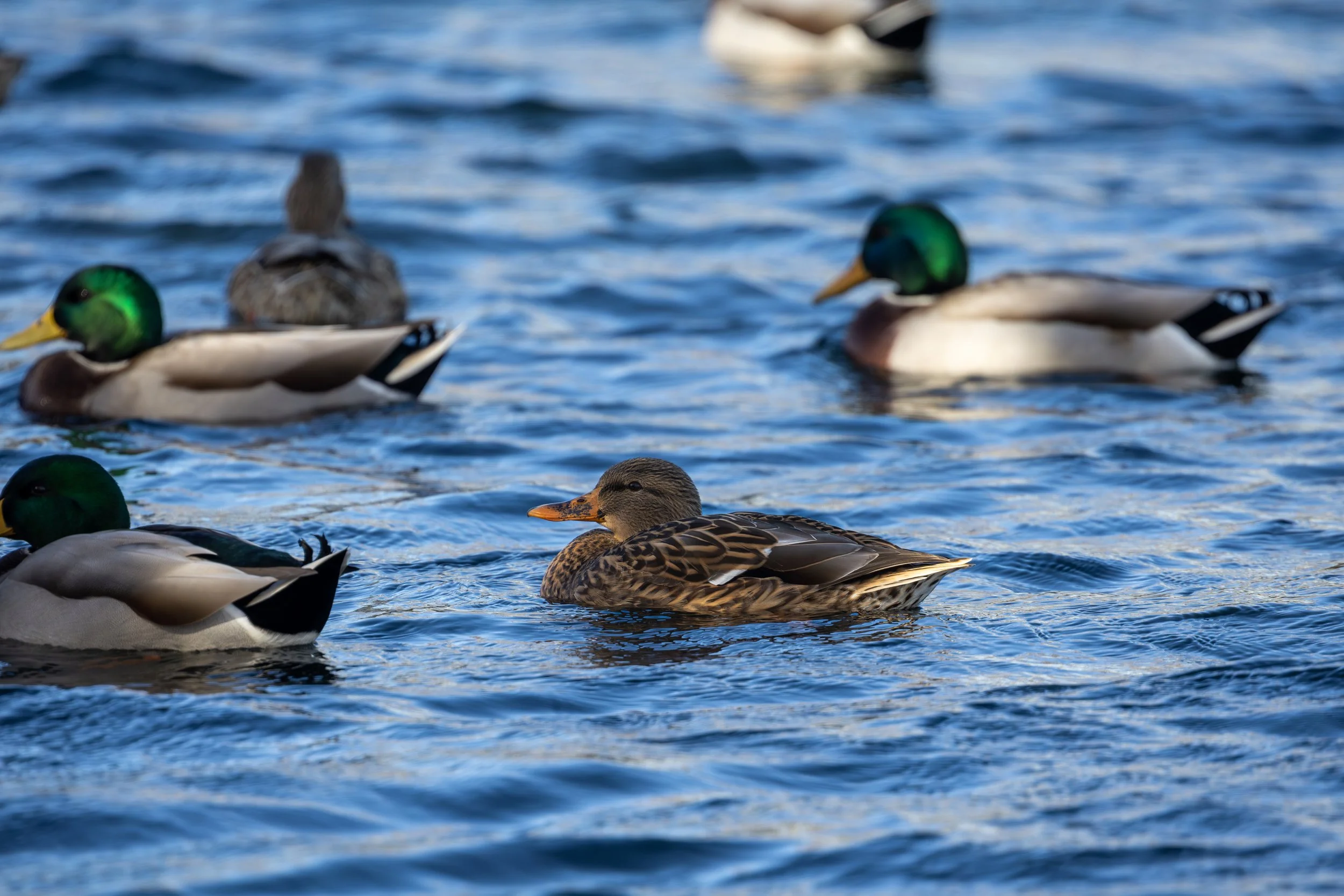 Several ducks swimming in a body of water, with some ducks showing green heads and one duck with a brown and tan pattern.