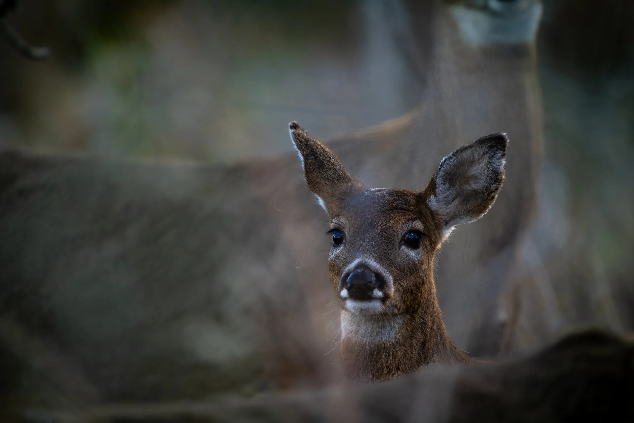 A young deer peering through the forest, with only its head, ears, and part of its neck visible, against a blurred natural background.