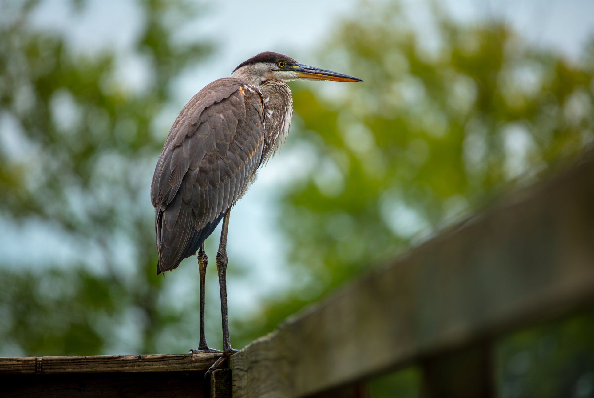 A heron standing on a wooden log with a blurred green and blue background.