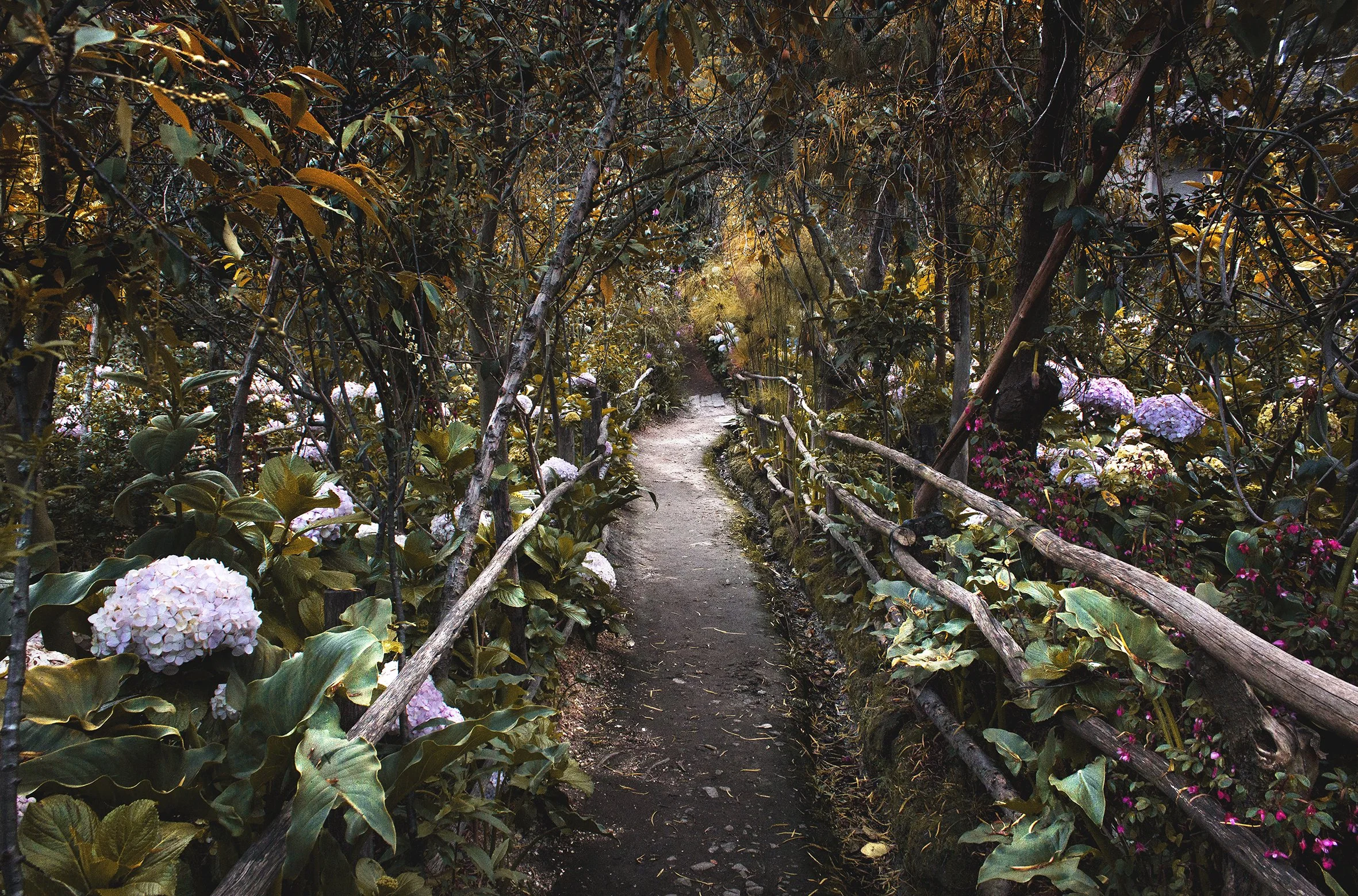 Hortensias, Cajamarca, 2017