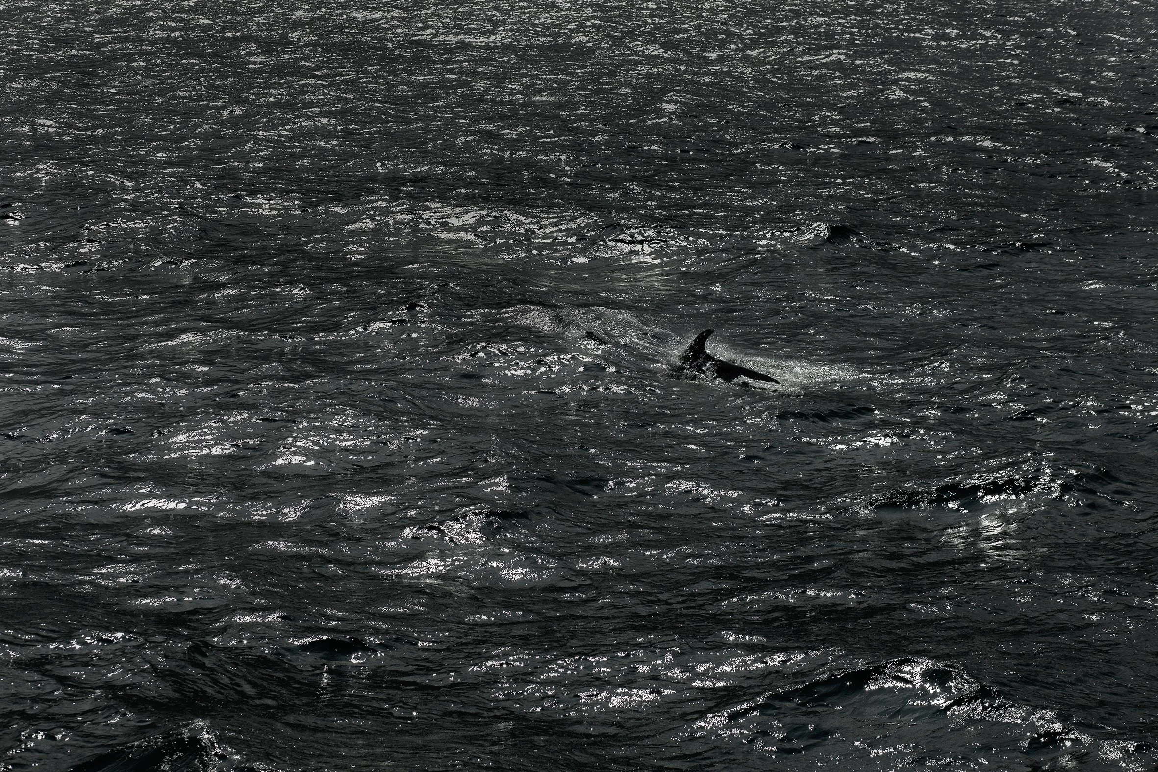 Contra Marea, Islandia, 2019