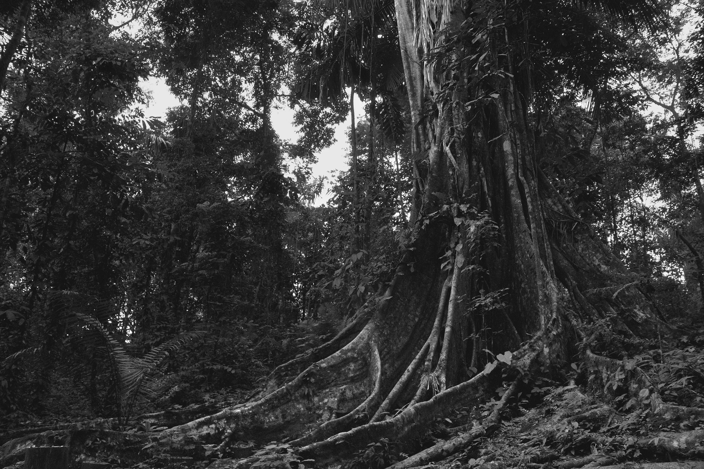 Shihuahuaco, Iquitos, 2016
