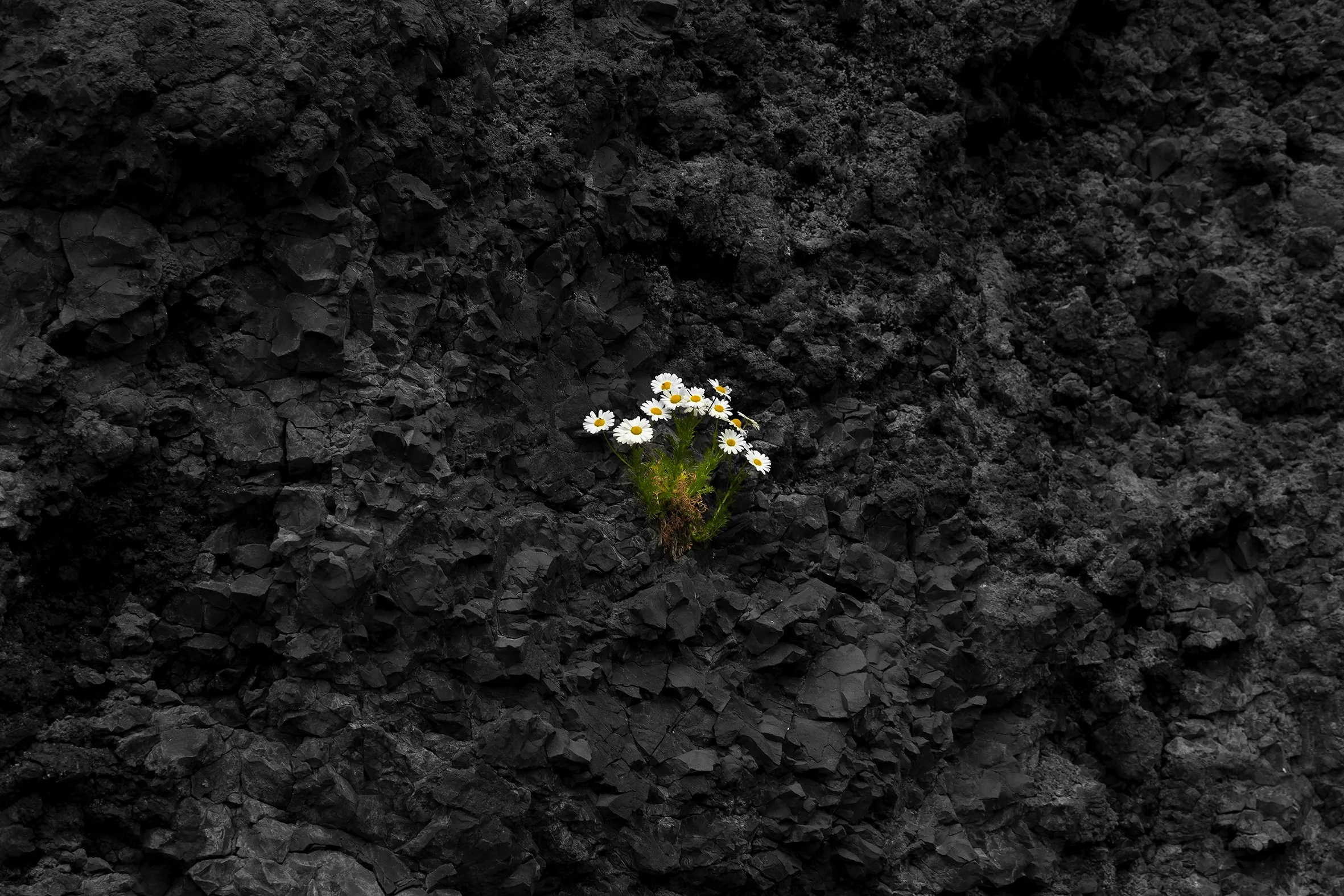 Survive, Islandia, 2019
