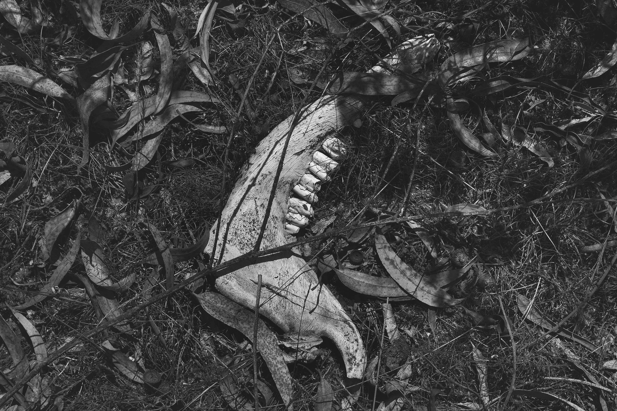 Olvidado, Amazonía, 2017
