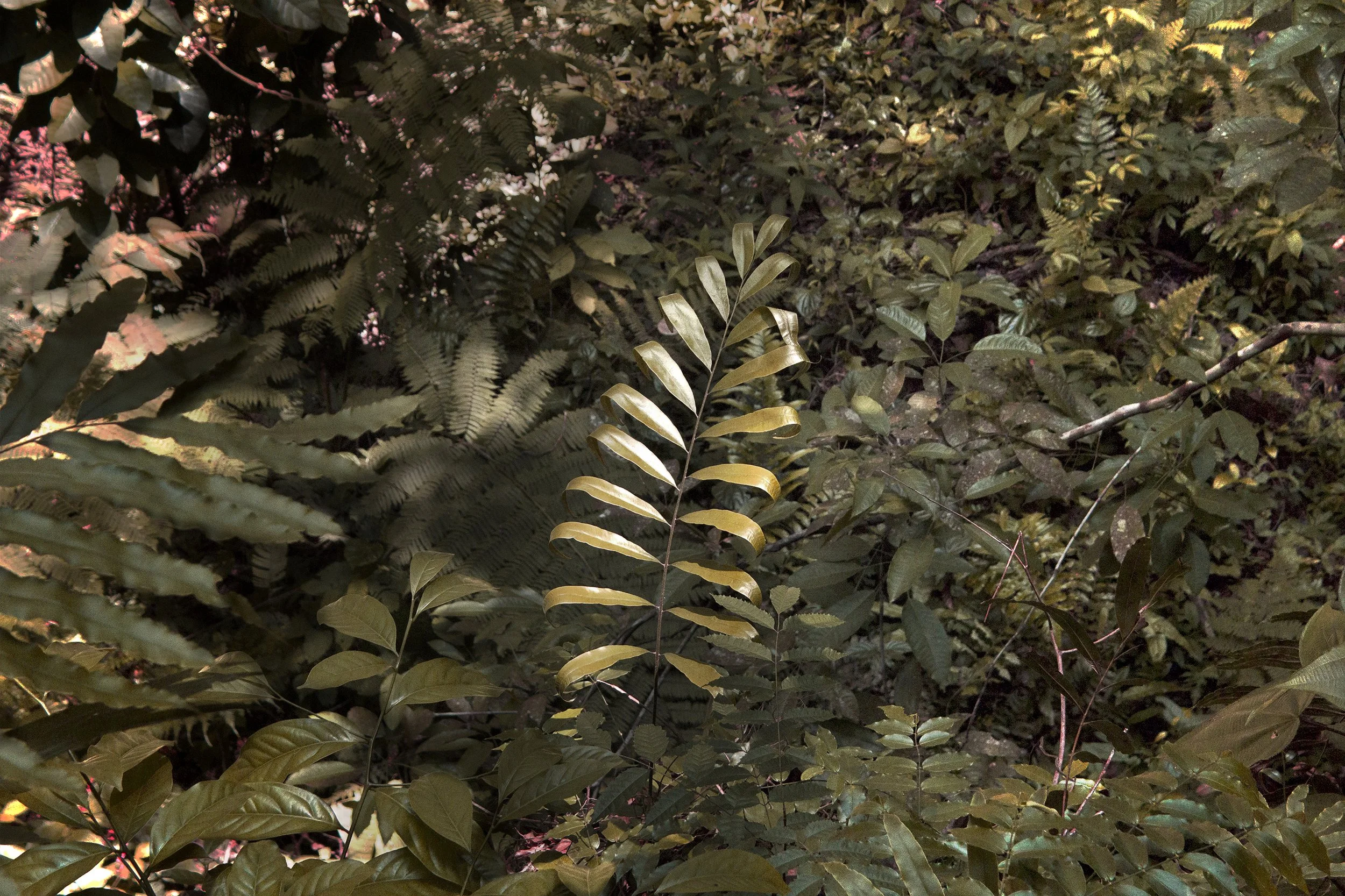 Luz de Naturaleza, 2017
