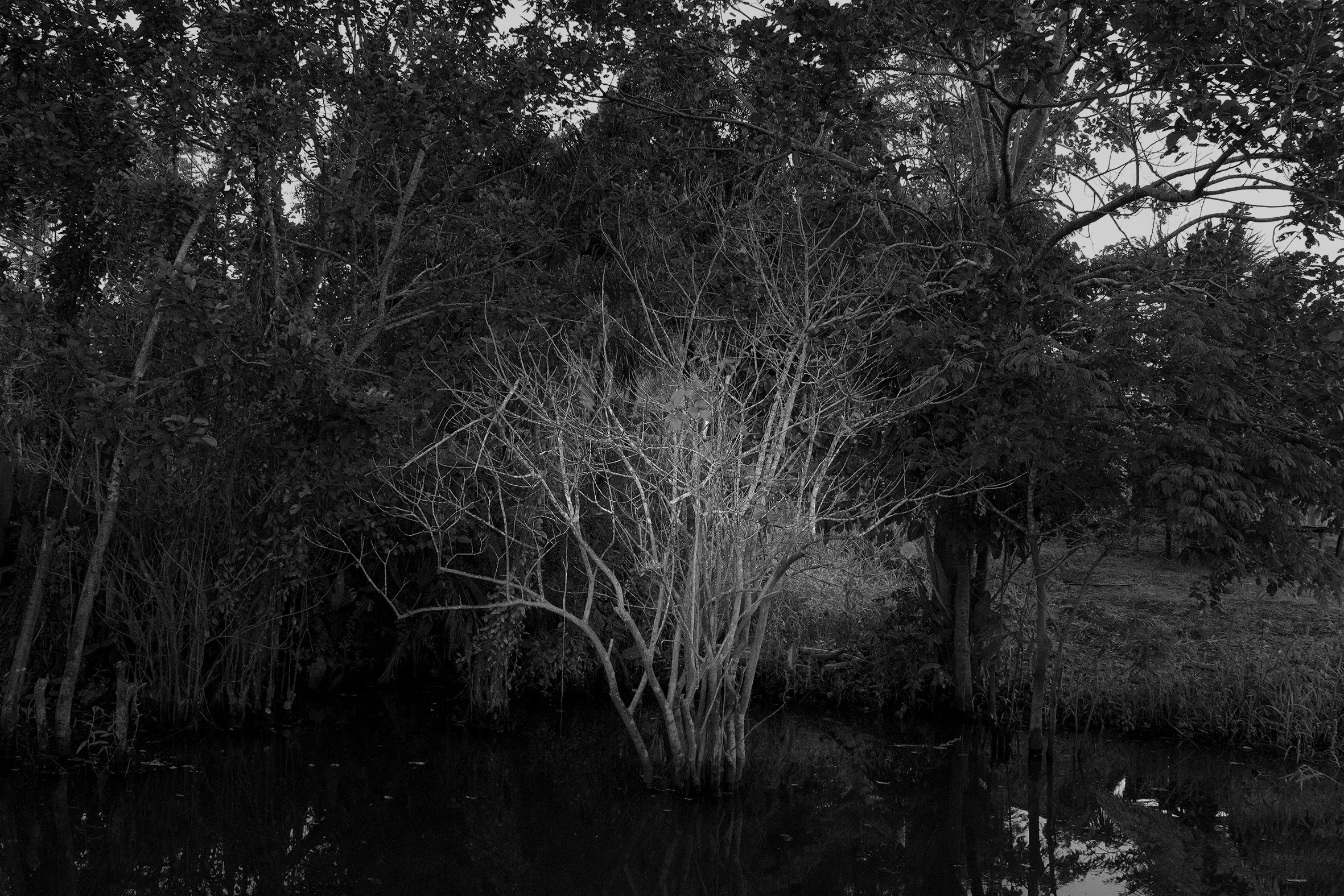 Vestigio, Pacaya Samiria, 2016