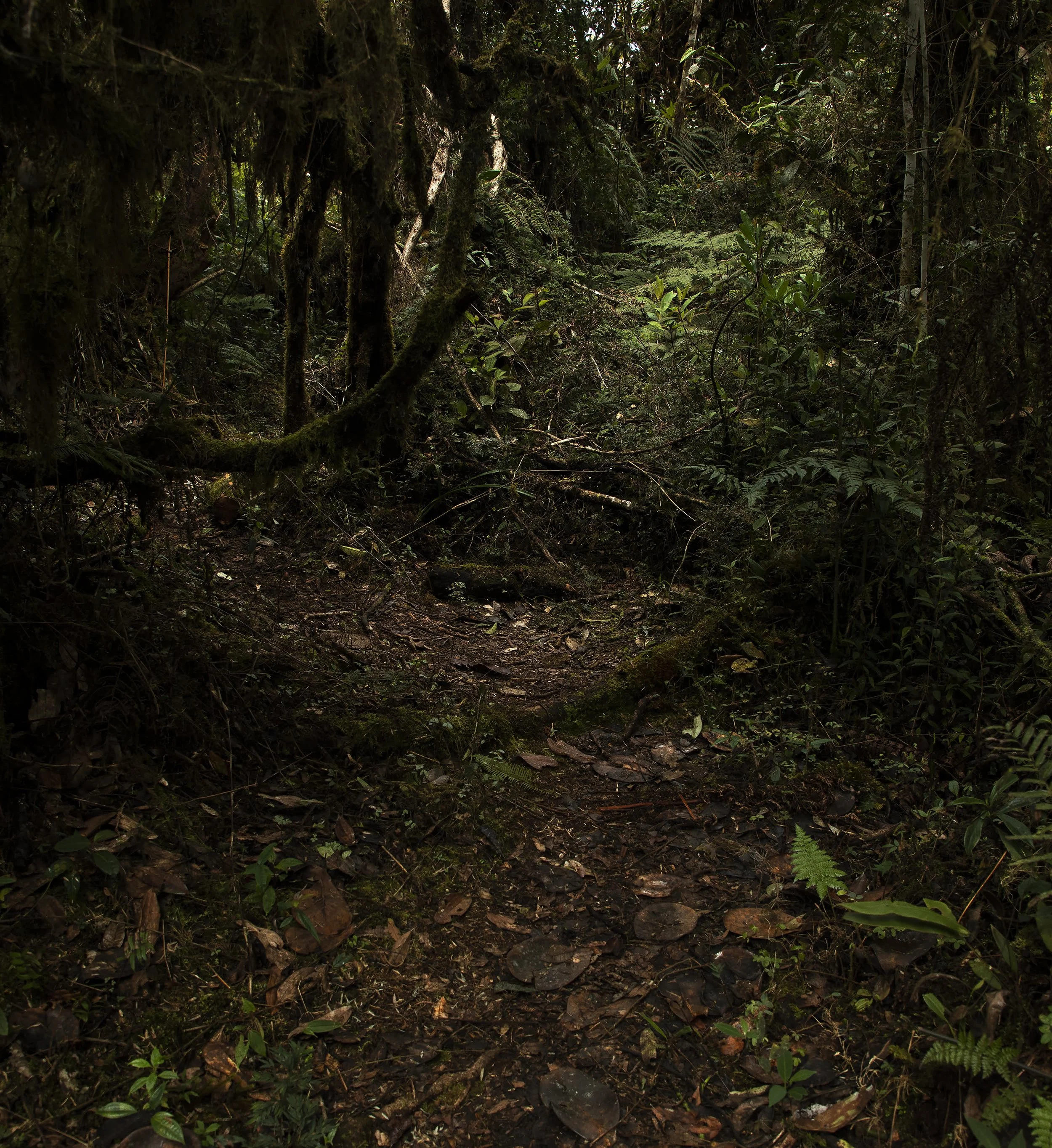 Bosque de Sho’llet, 2026 