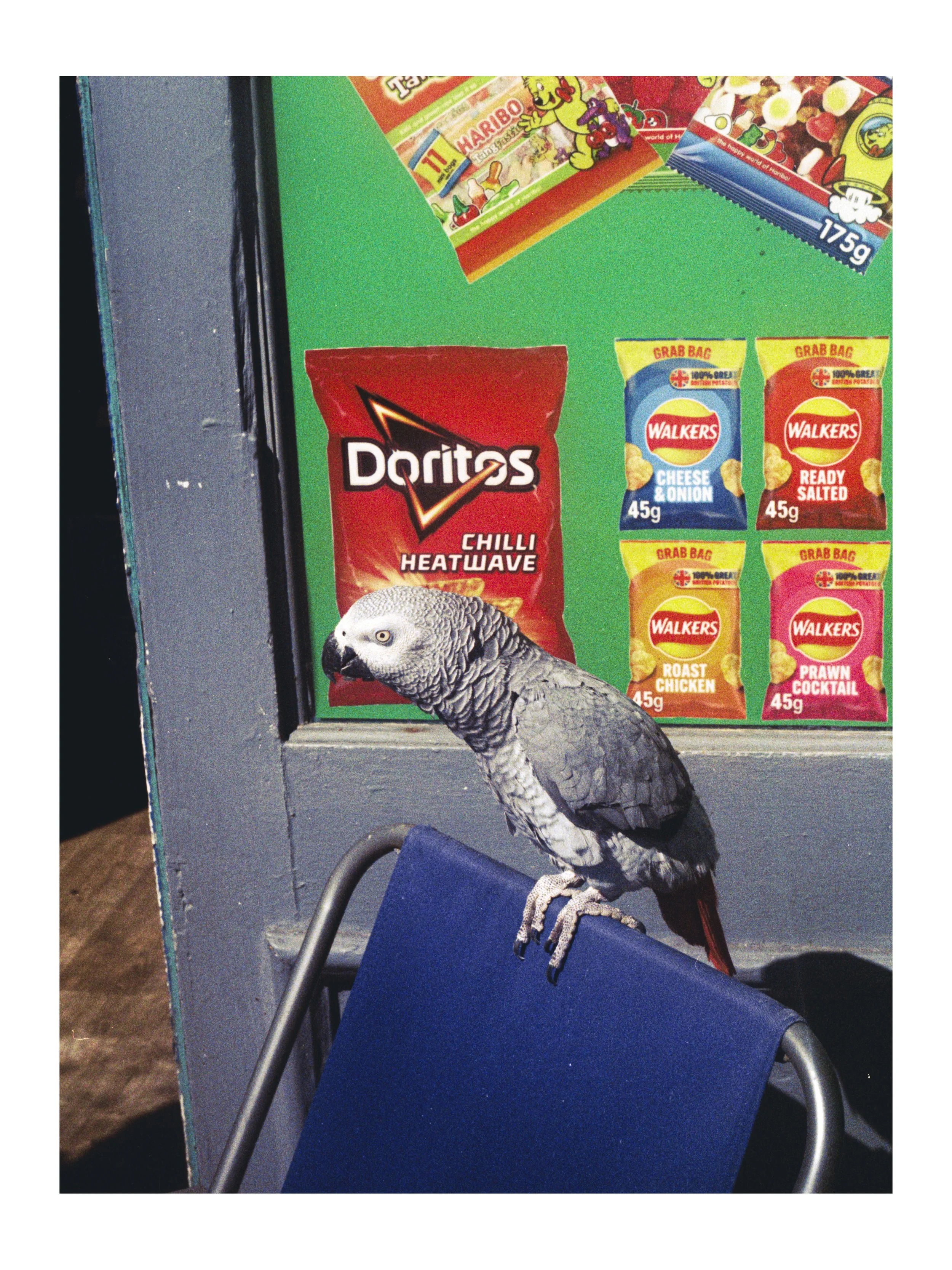 kyliehastingsbird1.jpg