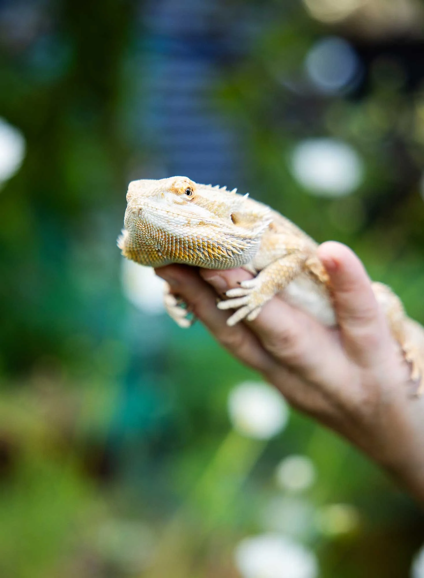 Close-up of a bearded dragon lizard being held by a person's hand, with a blurred green and blue background.