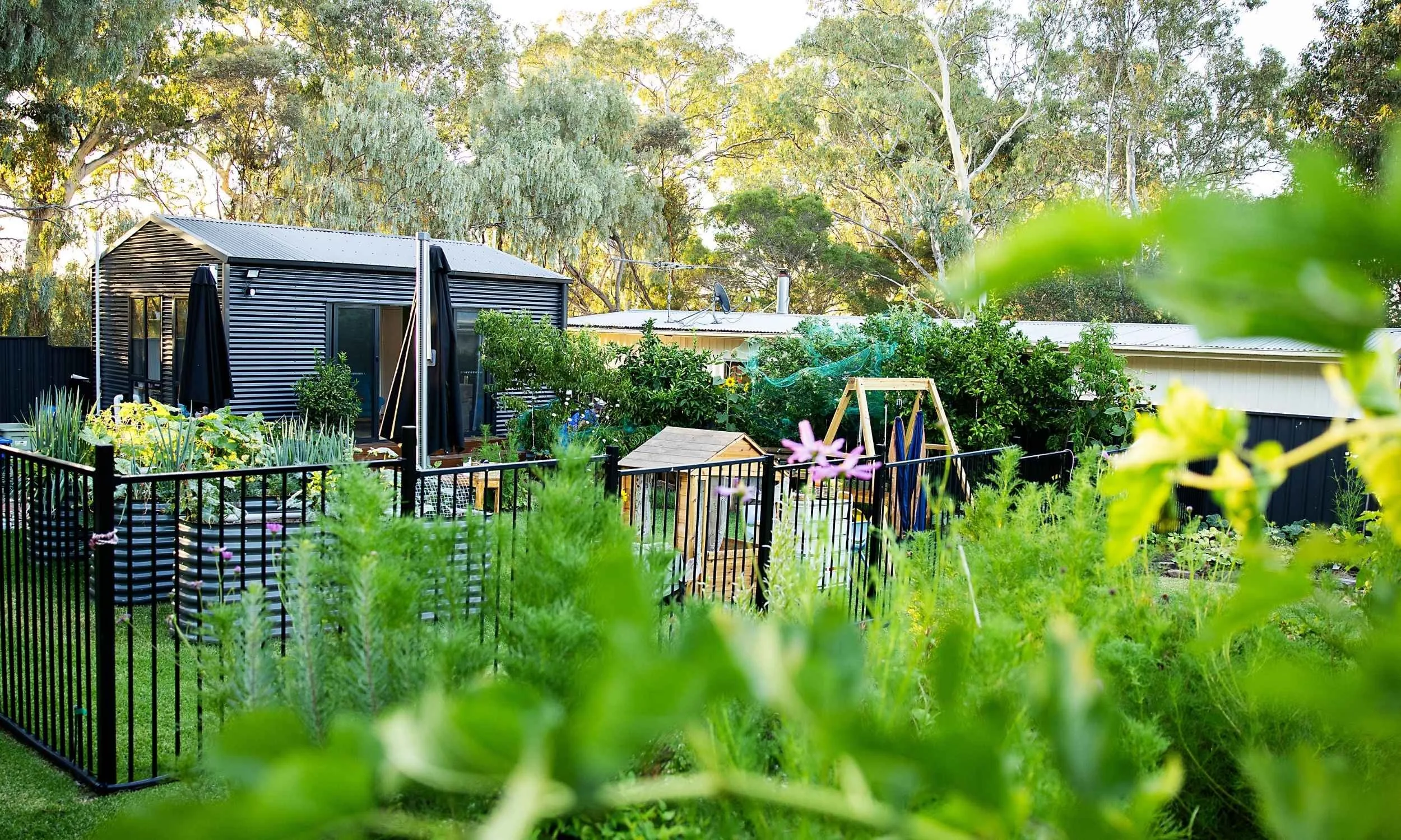 A backyard garden enclosed by a black metal fence with various plants, a small wooden shed, and tall trees in the background, bathed in sunlight.