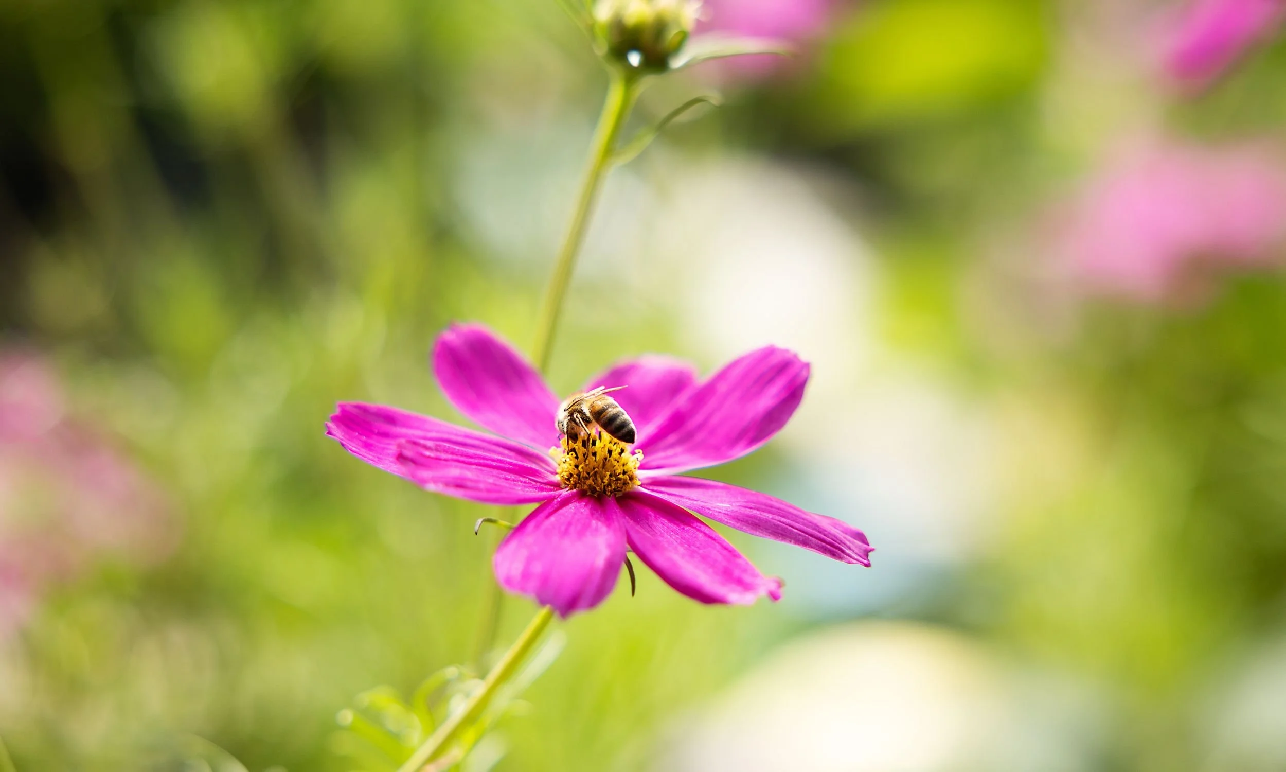 A pink flower with a bee collecting nectar on its yellow center, with a blurred green and pink background.