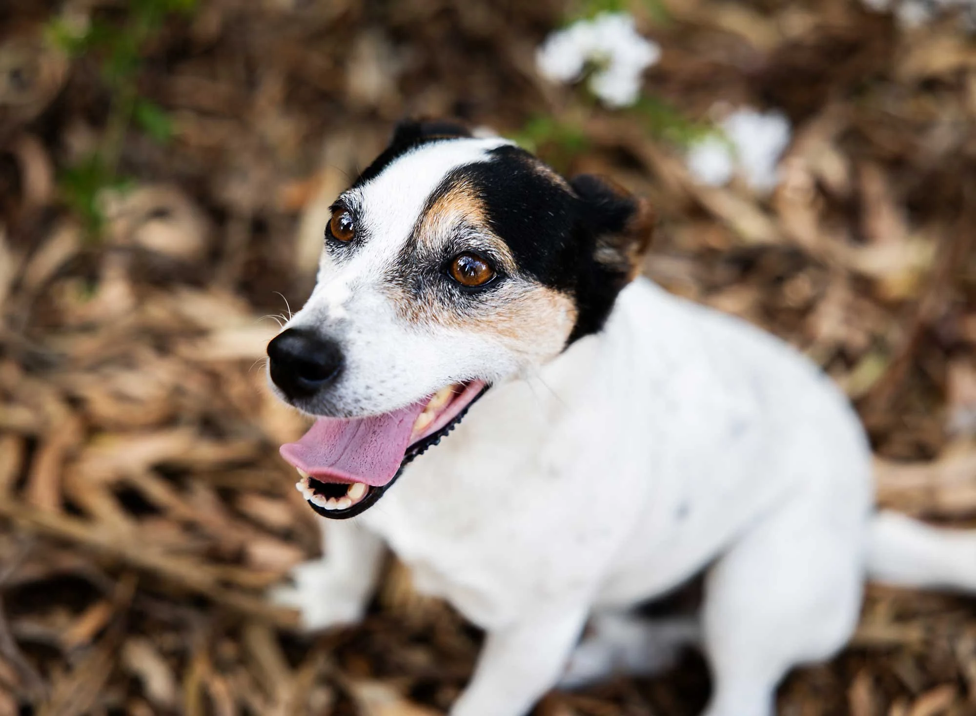 A close-up of a happy white dog with black and brown markings, open mouth, and tongue hanging out, standing outdoors on bark and leaves.