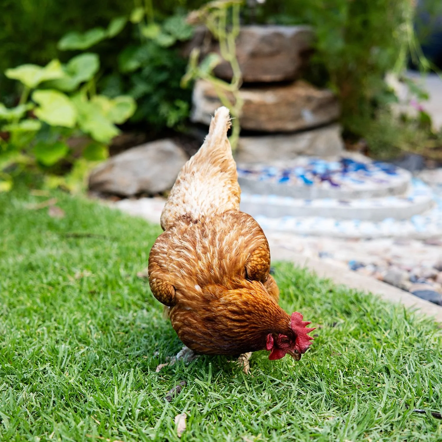 A chicken pecking at grass in a garden with green plants and a stone water fountain in the background.