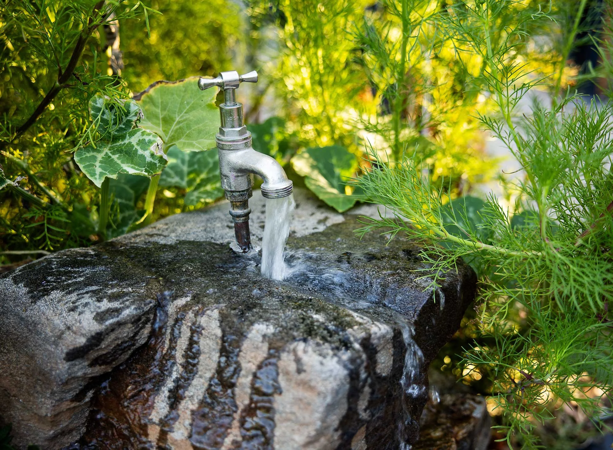A water faucet outdoors with water flowing into a moss-covered stone basin, surrounded by green foliage.