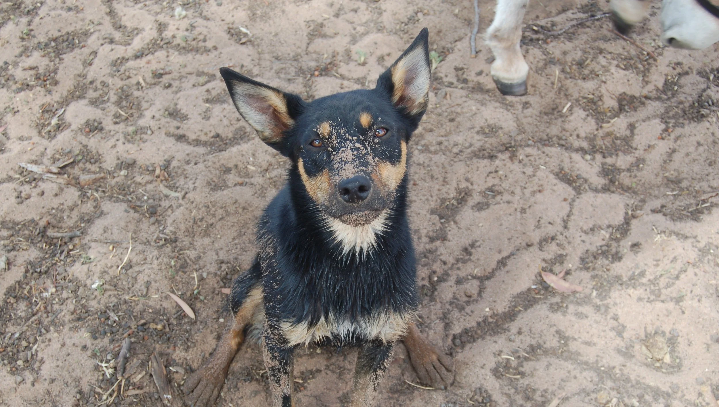 A black and tan dog with sandy dirt on its face, sitting on dirt ground with visible paw prints.