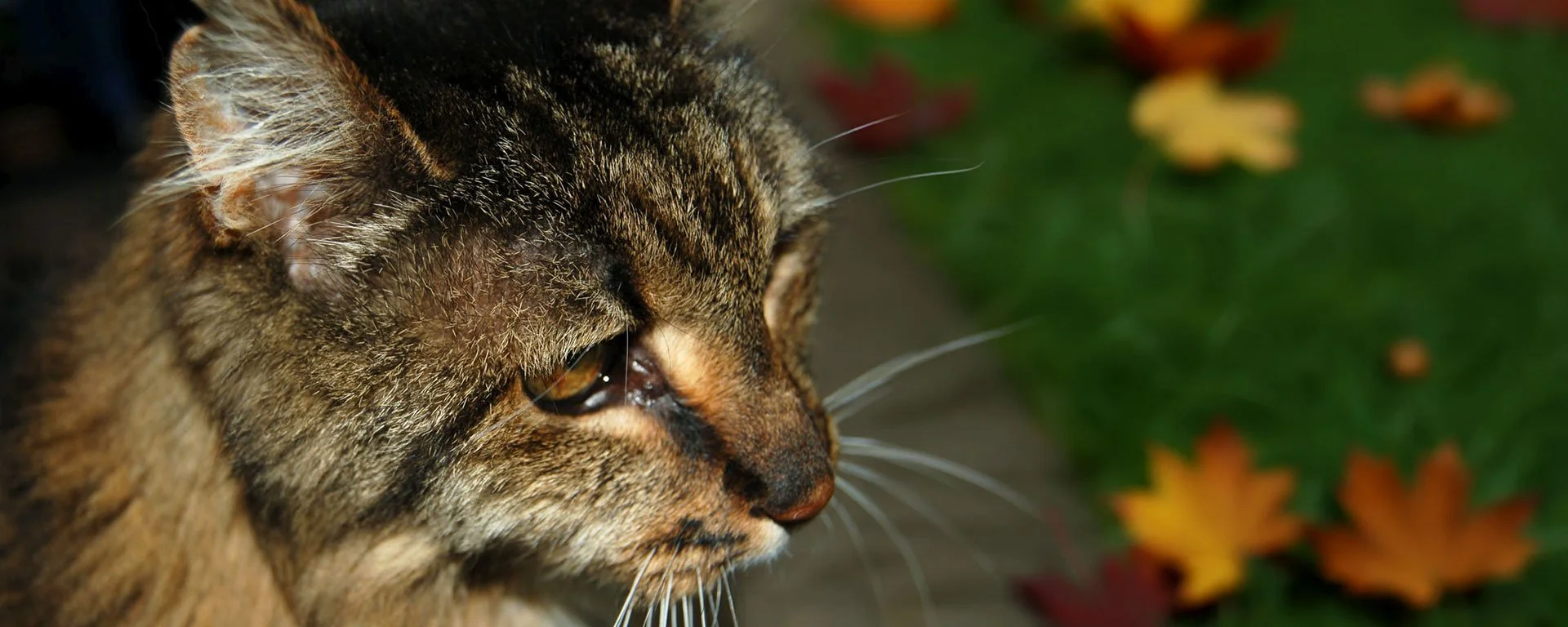 Close-up of a tabby cat with yellow eyes, looking to the right, with autumn leaves in the background.