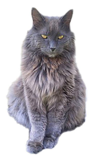 Gray long-haired cat with yellow eyes sitting and looking forward.