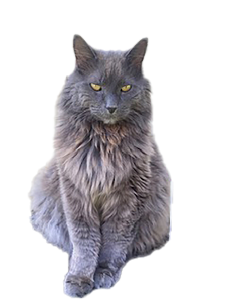 Grey long-haired cat with yellow eyes sitting and looking forward.