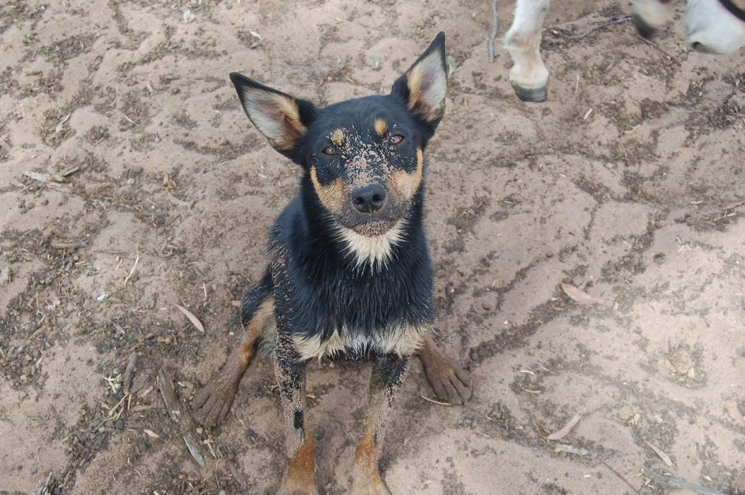 Small black and tan dog with sand on face and body sitting on dirt ground, looking at camera.